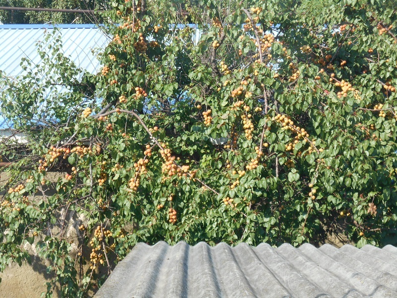 Nobody needs apricots - My, Apricot, Harvest, Life stories, Summer, Regret, Health