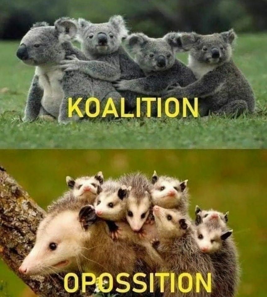 coalition and opposition - Koala, Opossum, Coalition, Opposition, Wordplay, Humor, Picture with text