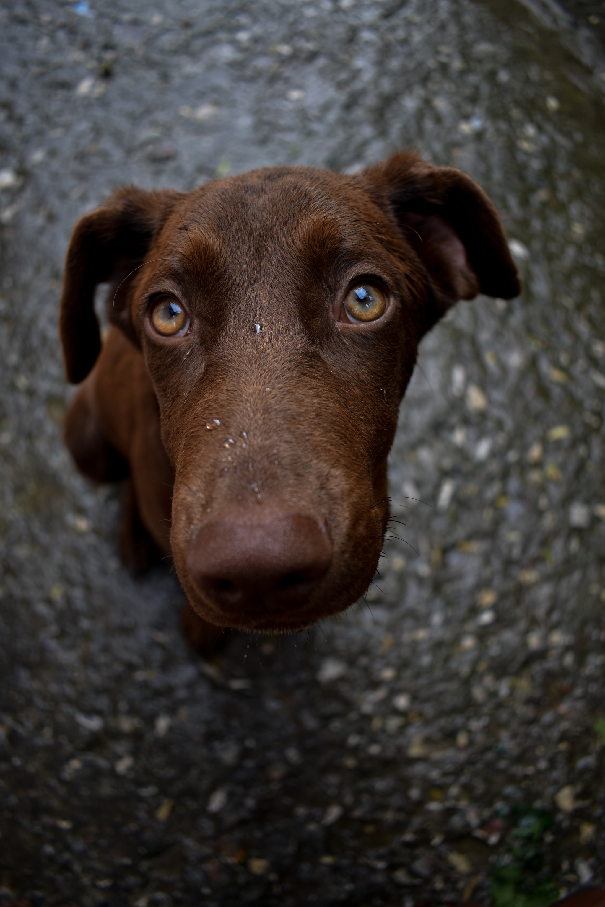 I want to share my happiness - My, Dog, The photo, Nikon, Longpost