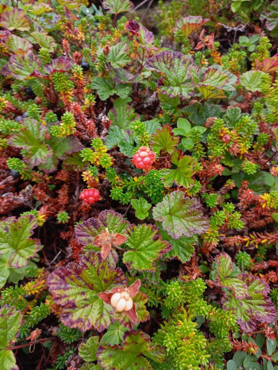 Teriberka - Teriberka, Murmansk region, Tundra, Barents Sea, Longpost