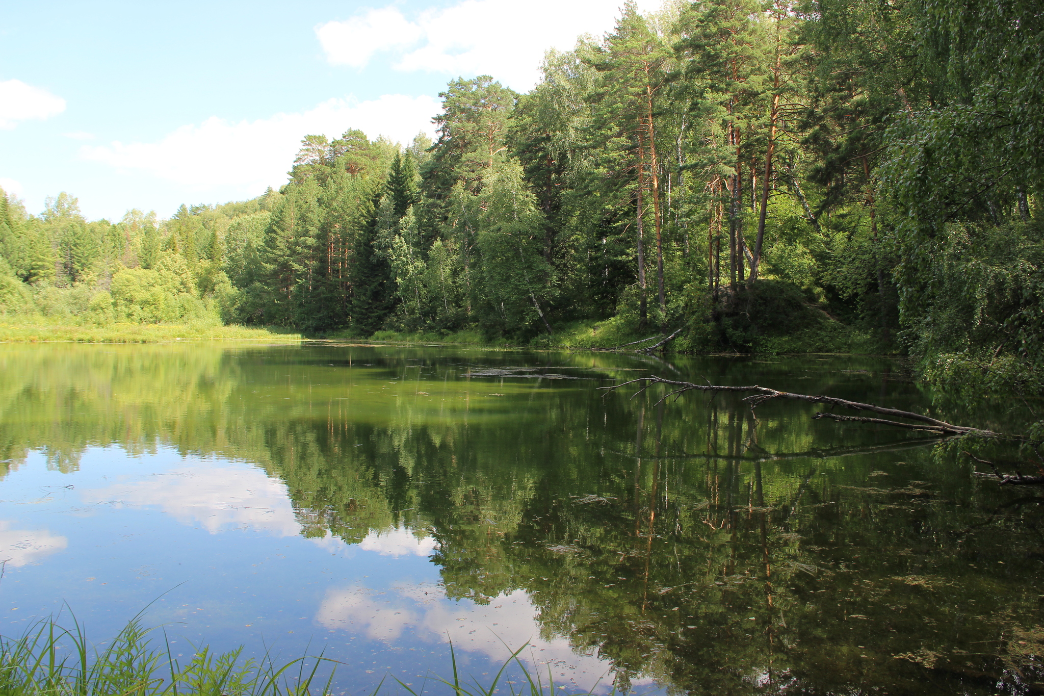 Прогулка в Центральный сибирский ботанический сад СО РАН - Моё, Фотография, Природа, Россия, Природа России, Красота природы, Сибирь, Лето, Небо, Пруд, Лес, Новосибирск, Академгородок, Новосибирская область, Со РАН, Ботанический сад, Красота, Прогулка, Прогулка по лесу, Макросъемка, Пейзаж, Длиннопост