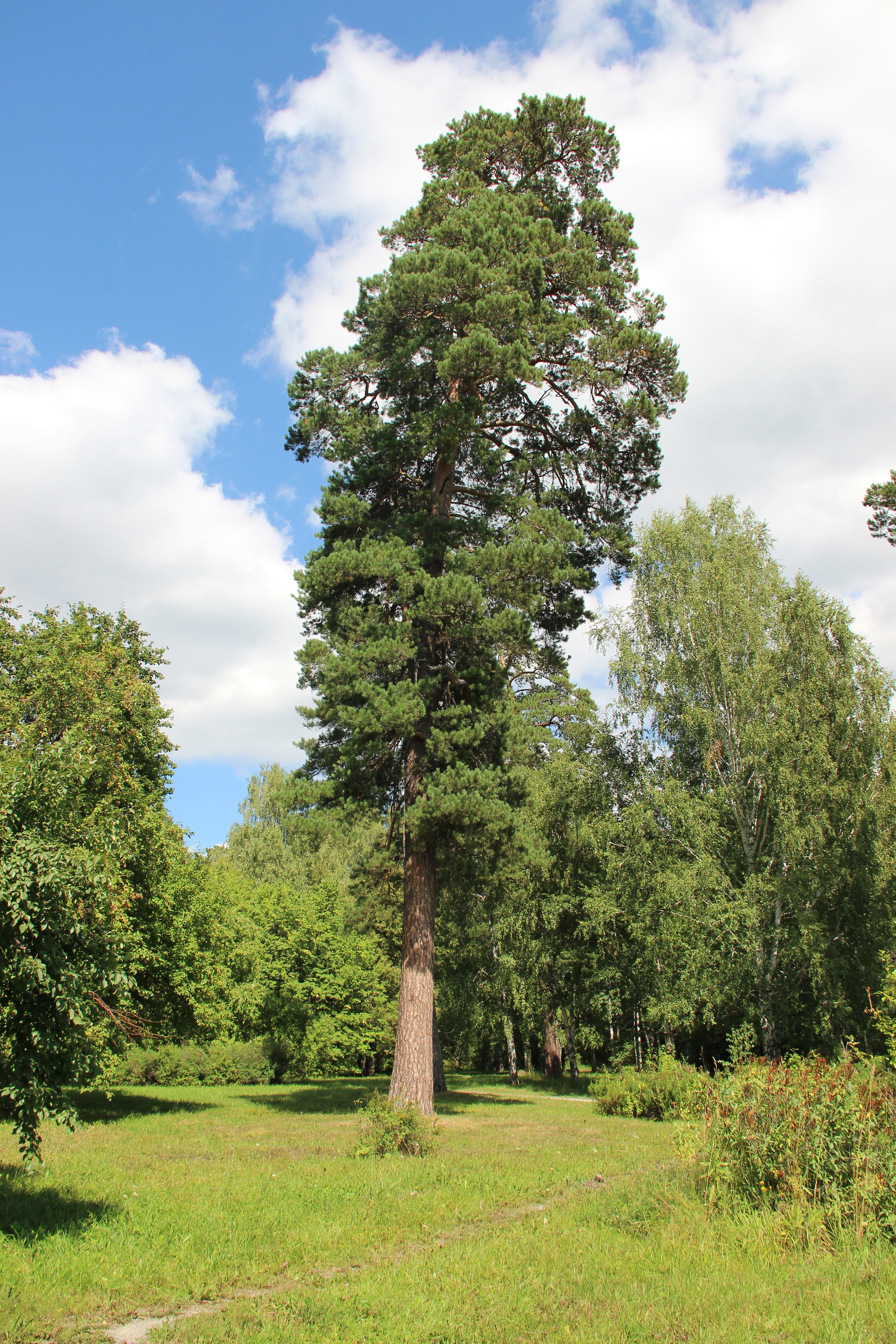 Walk in the Central Siberian Botanical Garden of the SB RAS - My, The photo, Nature, Russia, The nature of Russia, beauty of nature, Siberia, Summer, Sky, Pond, Forest, Novosibirsk, Akademgorodok, Novosibirsk region, With RAS, Botanical Garden, beauty, Walk, Walk in the woods, Macro photography, Landscape, Longpost