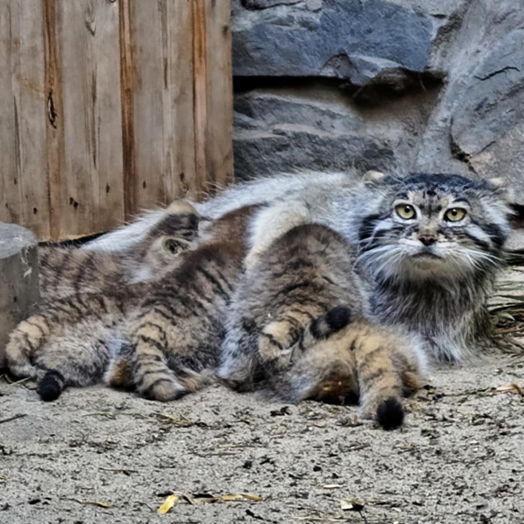 When they threw a bouquet of manulat at you and hit - Pallas' cat, Wild animals, Big cats, Young, Toddlers, Pet the cat, I'd stroke it.