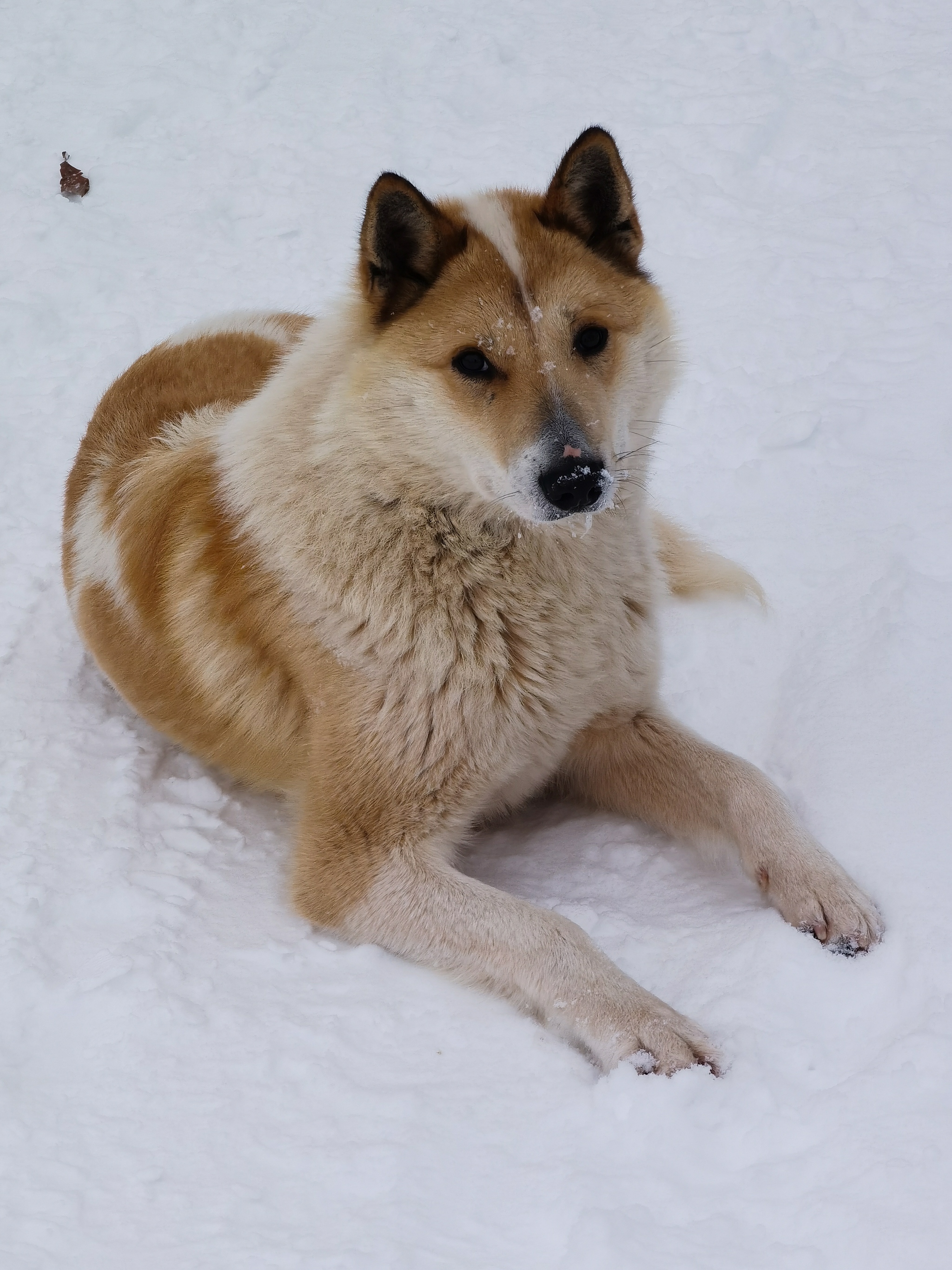 Keep ironers - My, Dog, The photo, Portrait, Seasons, Longpost