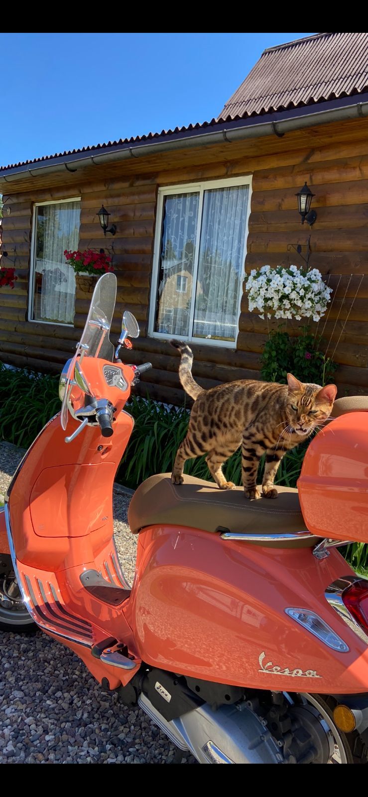 Kittens and Vespas - My, The photo, cat, Vespa, Scooter, Longpost