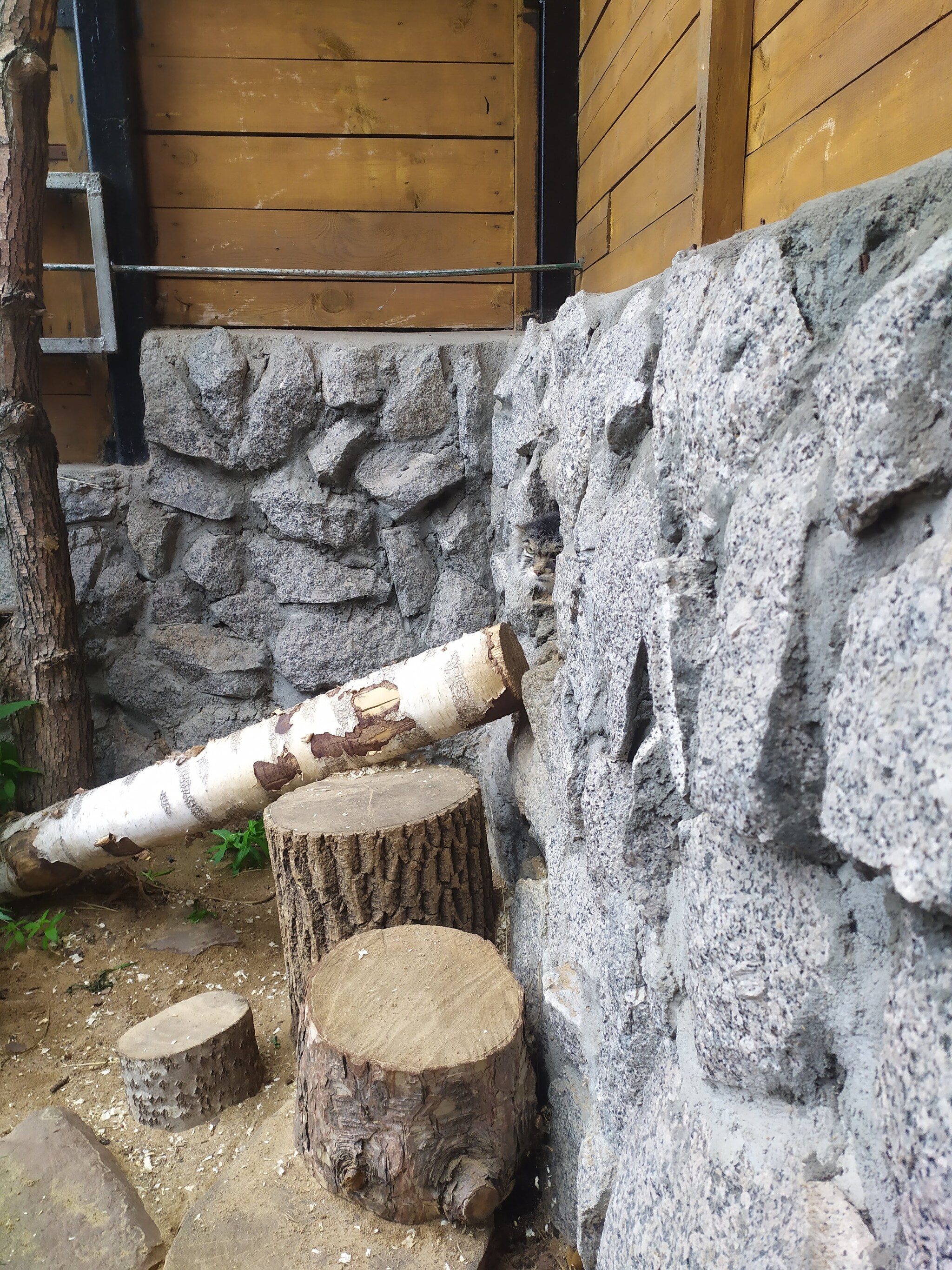 Do you see the manul? Me neither - My, Pallas' cat, Small cats, Predatory animals, Pet the cat, Leningrad Zoo