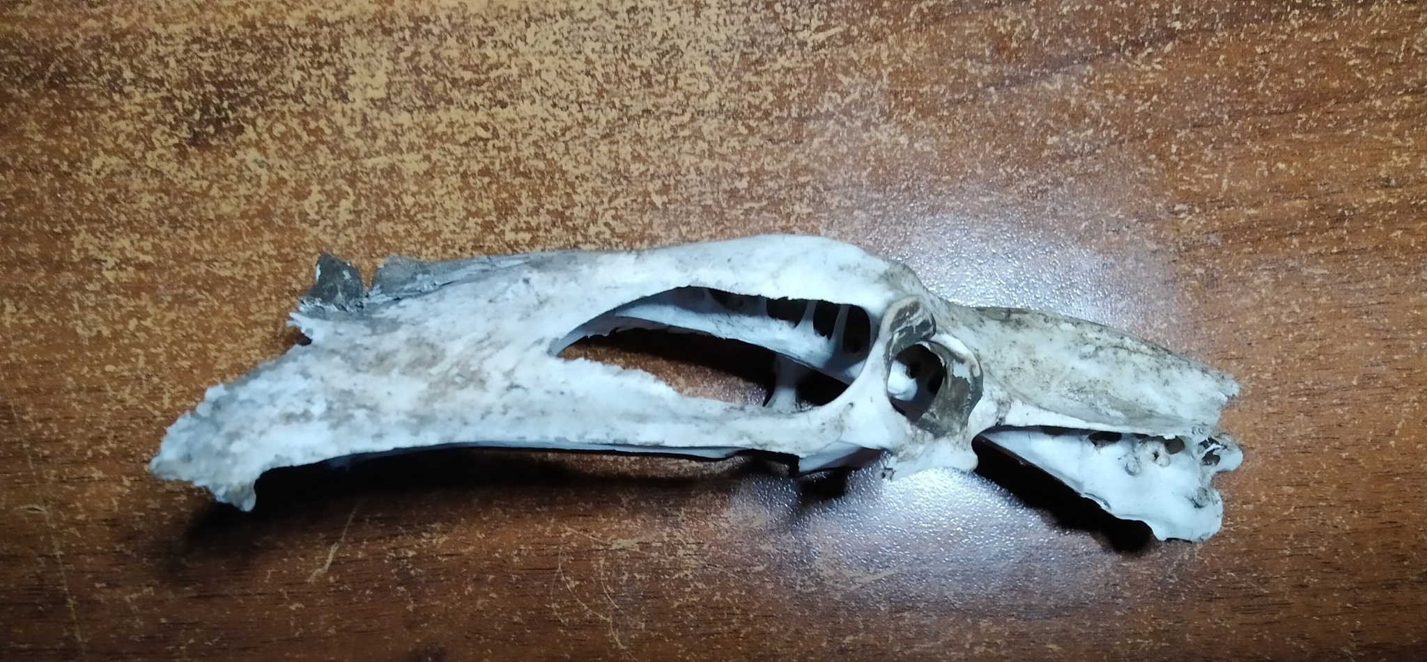 Help identifying an animal's skull - My, Animals, Archeology, Scull, Help, Longpost