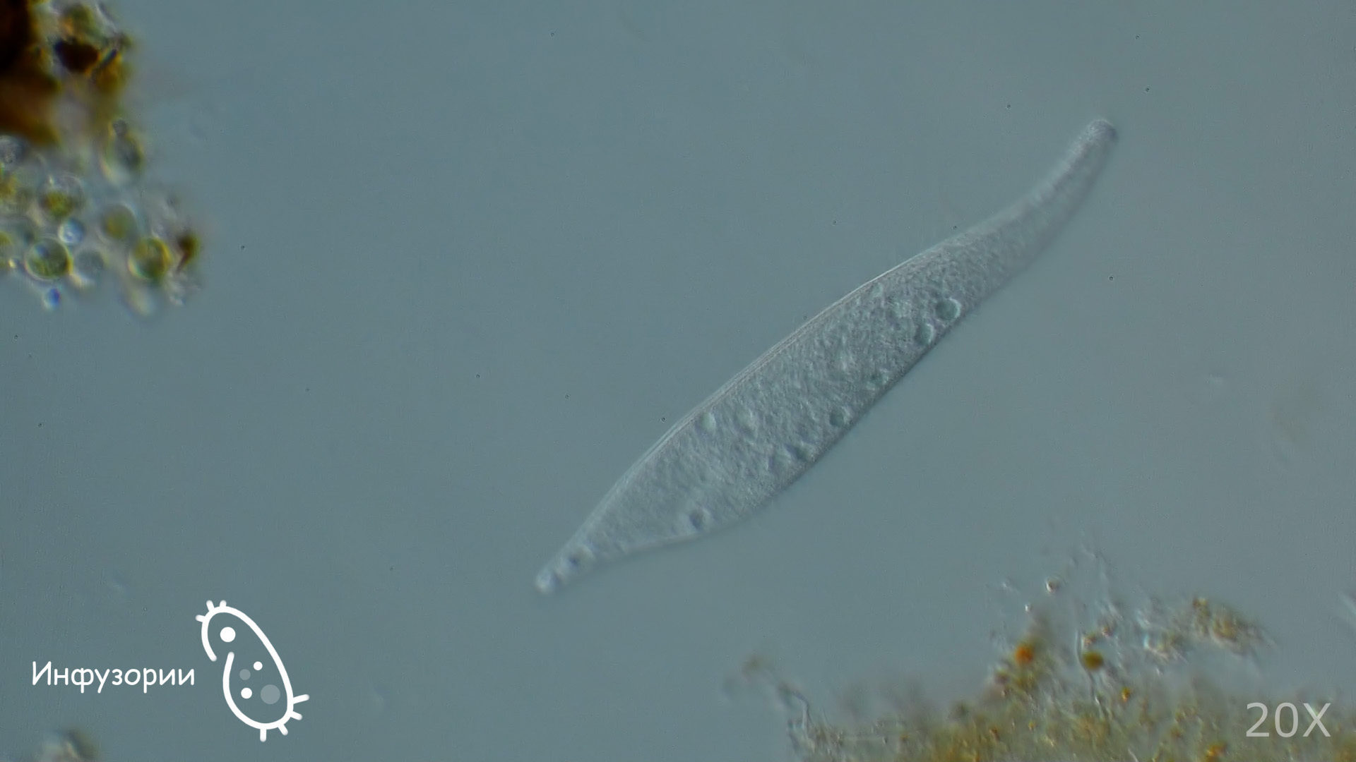 Not a hairy sole, but the cutest animal! - My, Microscope, Ciliates, Infusoria shoe, Biology, Nauchpop, Informative, Video, Longpost