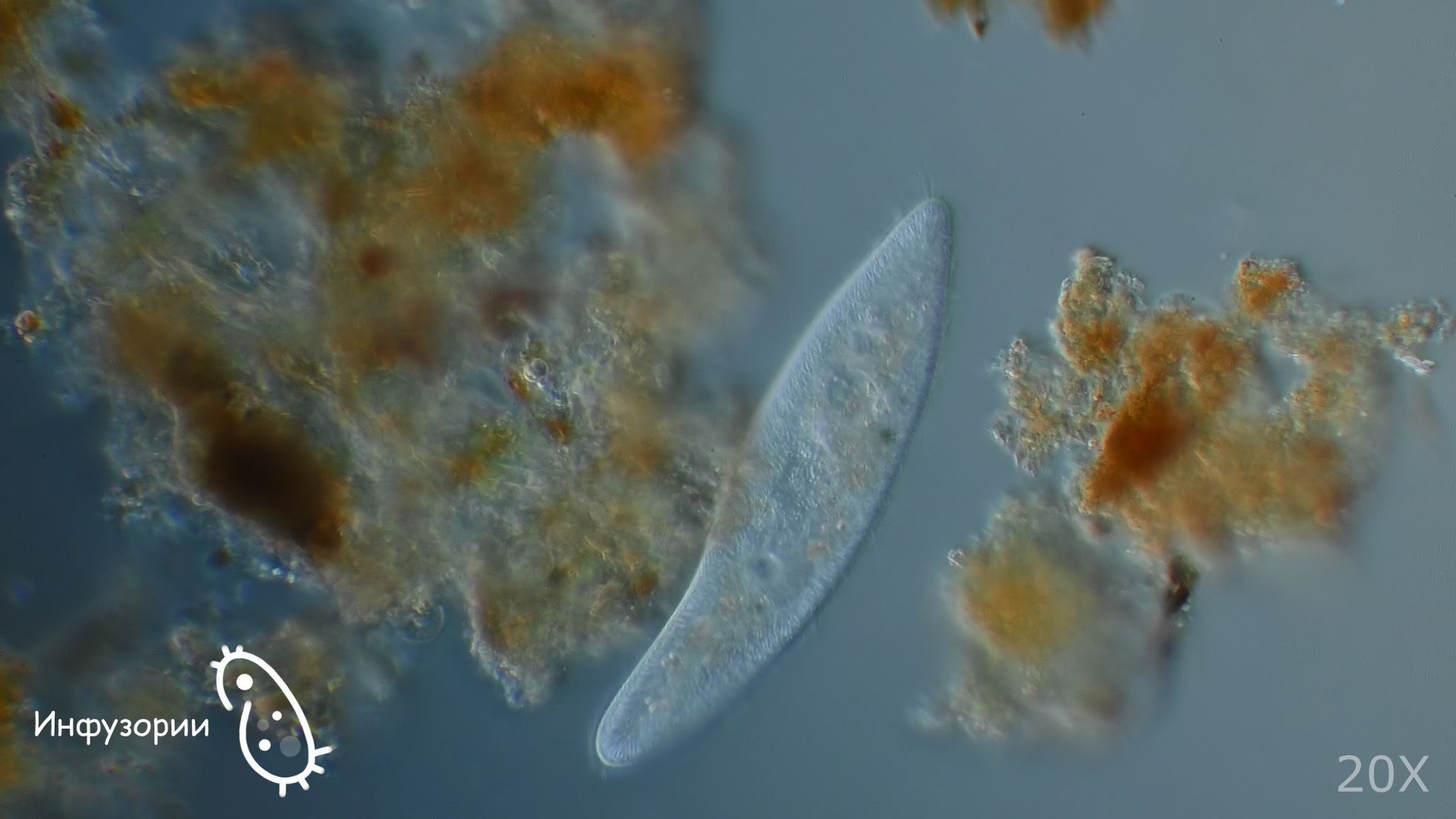 Not a hairy sole, but the cutest animal! - My, Microscope, Ciliates, Infusoria shoe, Biology, Nauchpop, Informative, Video, Longpost