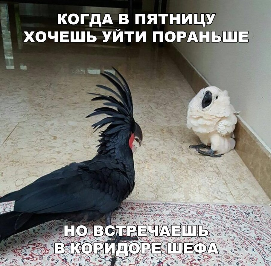 Okay, we'll have to continue doing nothing at the office. - Humor, Picture with text, Memes, A parrot, Work, Telegram