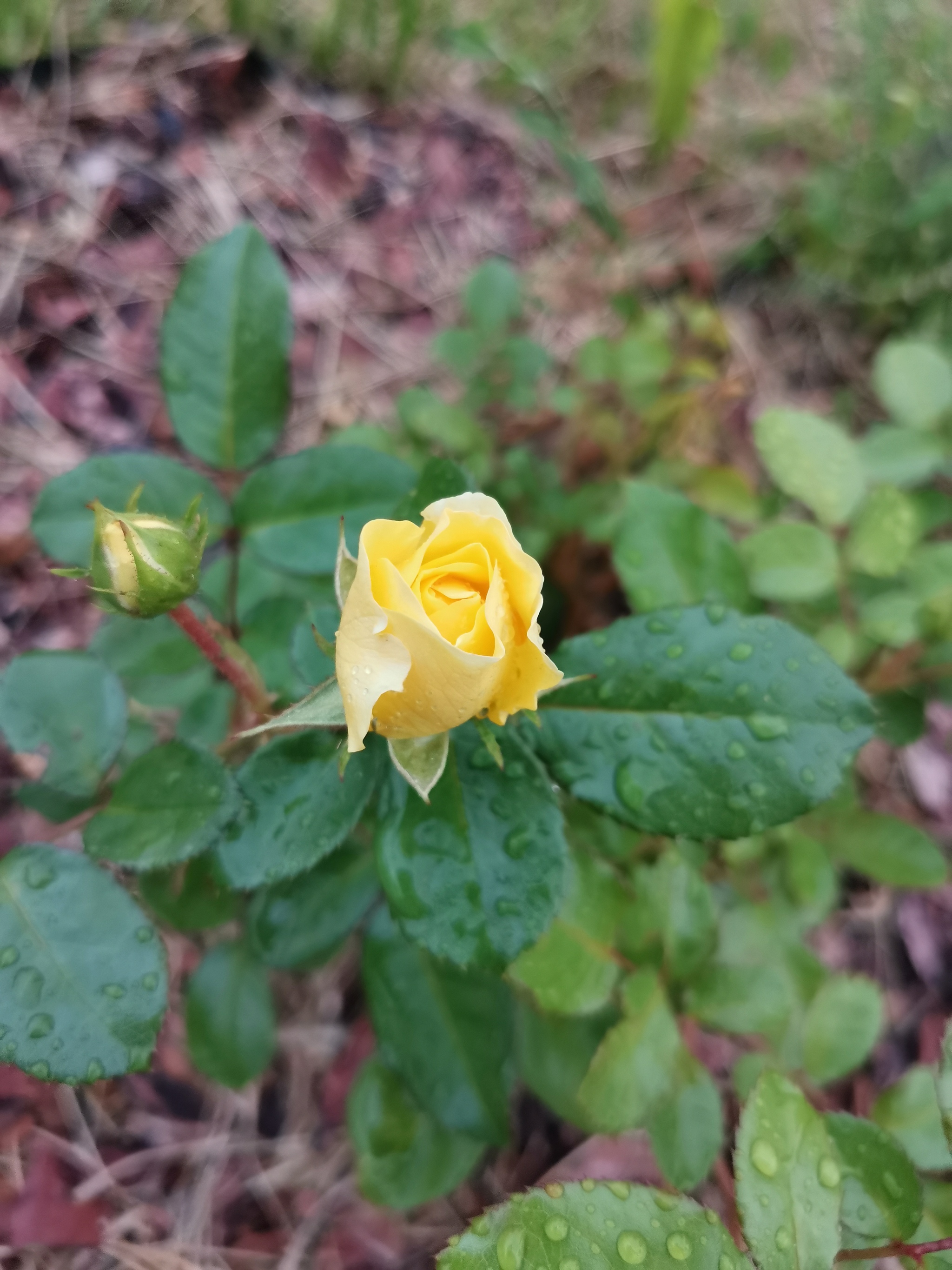 Roses in Siberian cold summer - My, Mobile photography, the Rose, Gardening, Dacha, Longpost, First experience