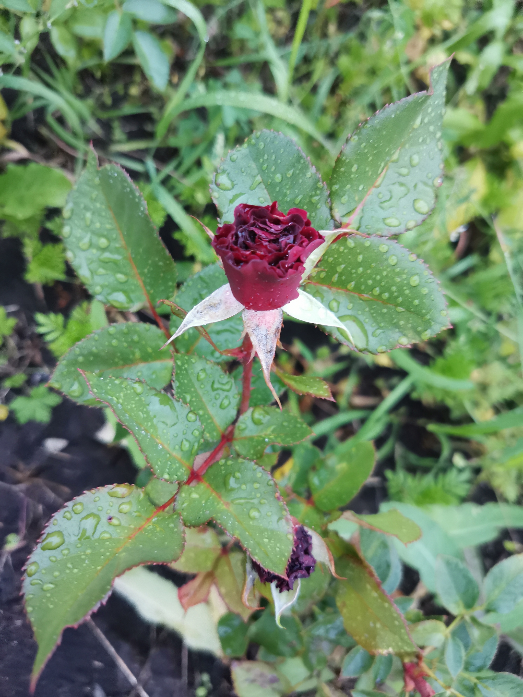 Roses in Siberian cold summer - My, Mobile photography, the Rose, Gardening, Dacha, Longpost, First experience