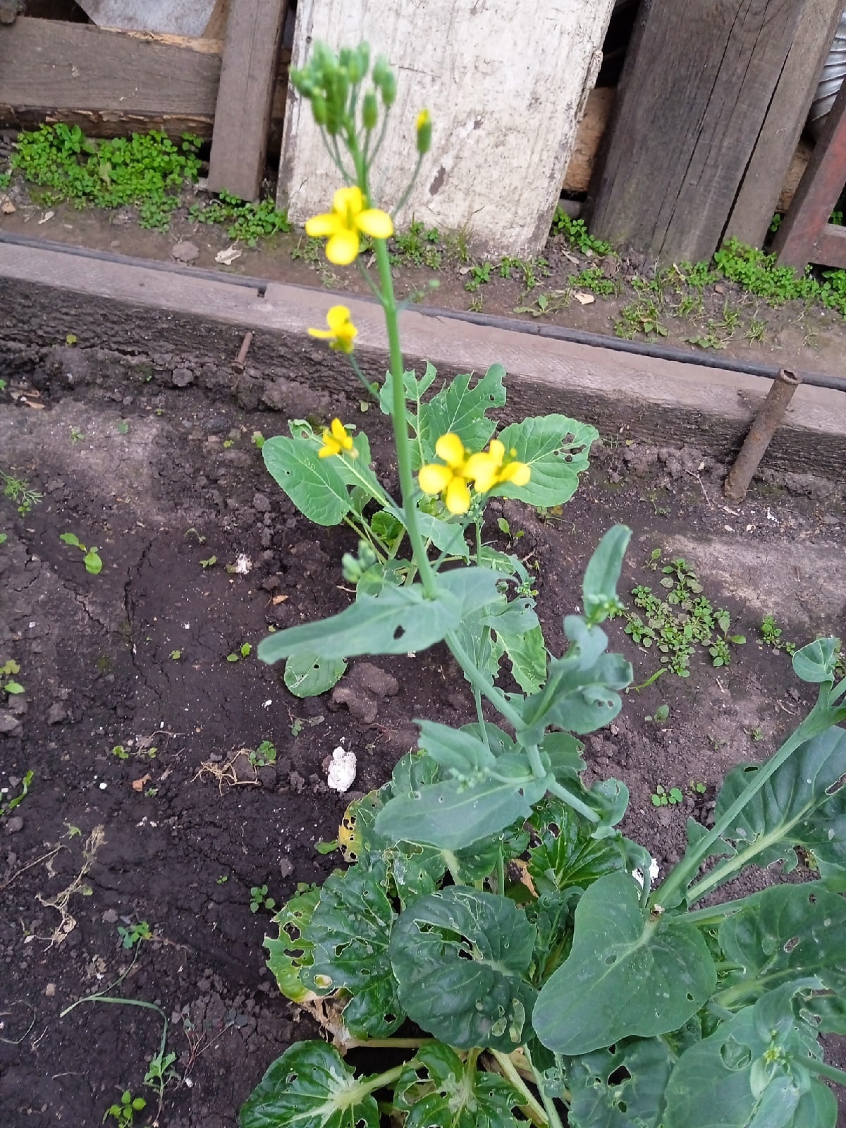 The magic of seeds from white bags - My, Garden, Cabbage, Question, Market gardener, Paradox, Longpost