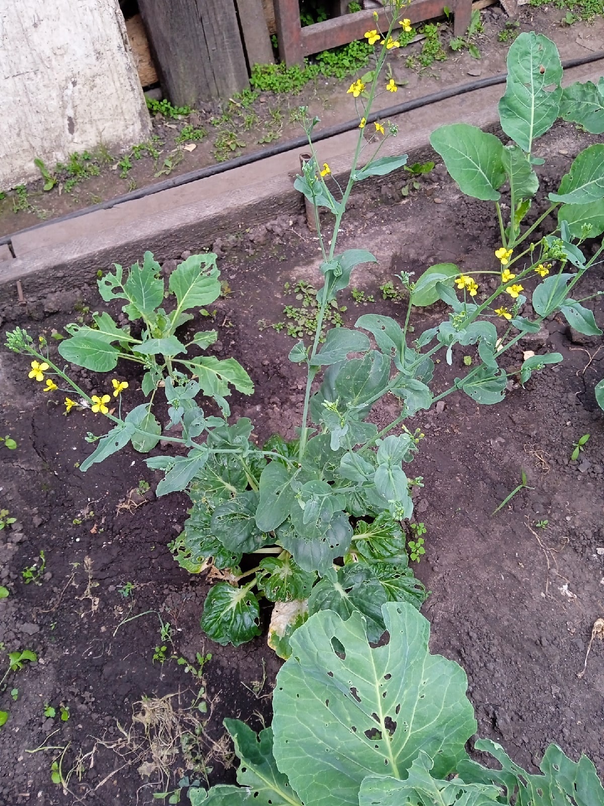 The magic of seeds from white bags - My, Garden, Cabbage, Question, Market gardener, Paradox, Longpost