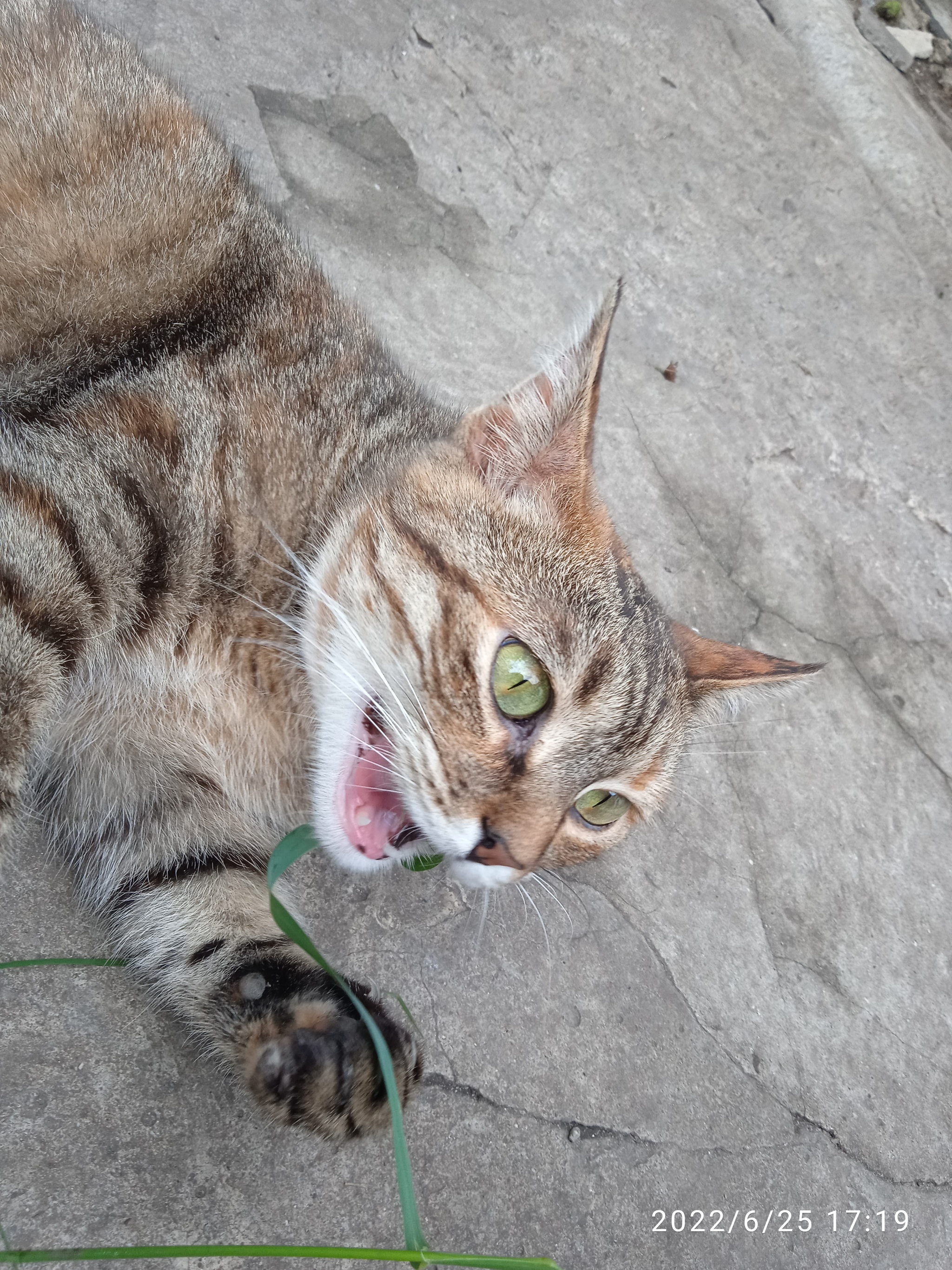 Yes, she got me! - My, Paws, cat, Tricolor cat, Longpost, The photo