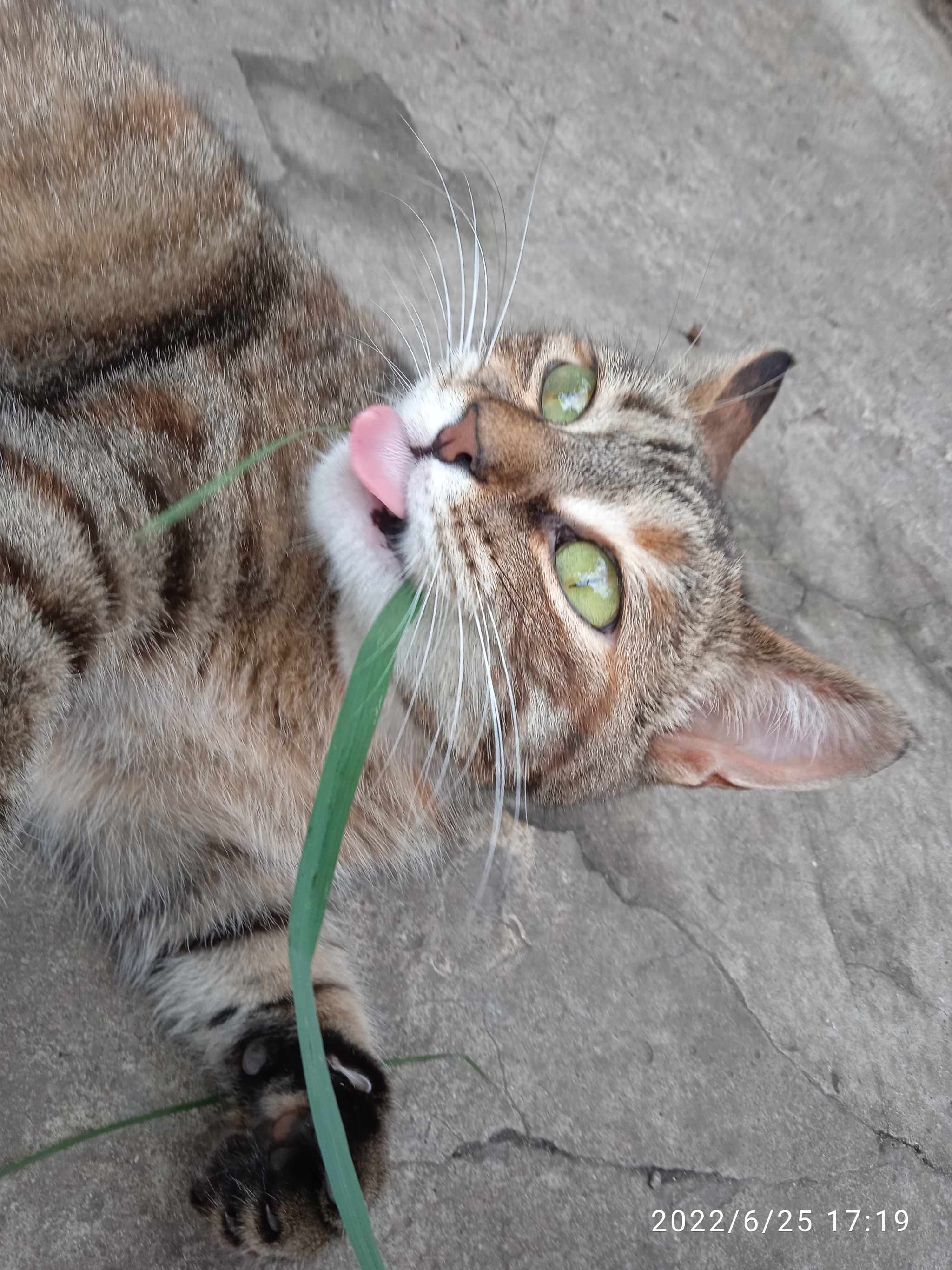 Yes, she got me! - My, Paws, cat, Tricolor cat, Longpost, The photo