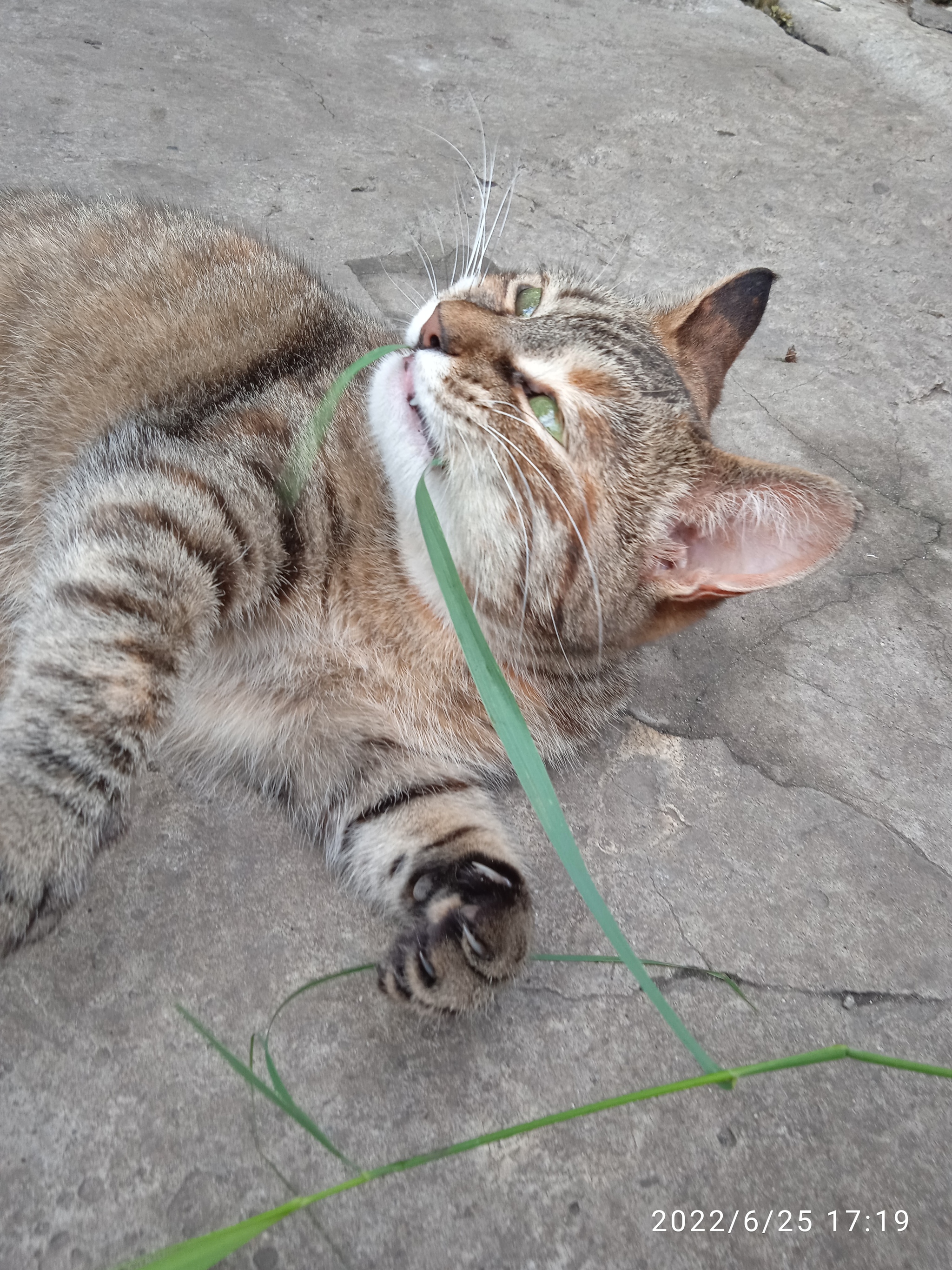 Yes, she got me! - My, Paws, cat, Tricolor cat, Longpost, The photo