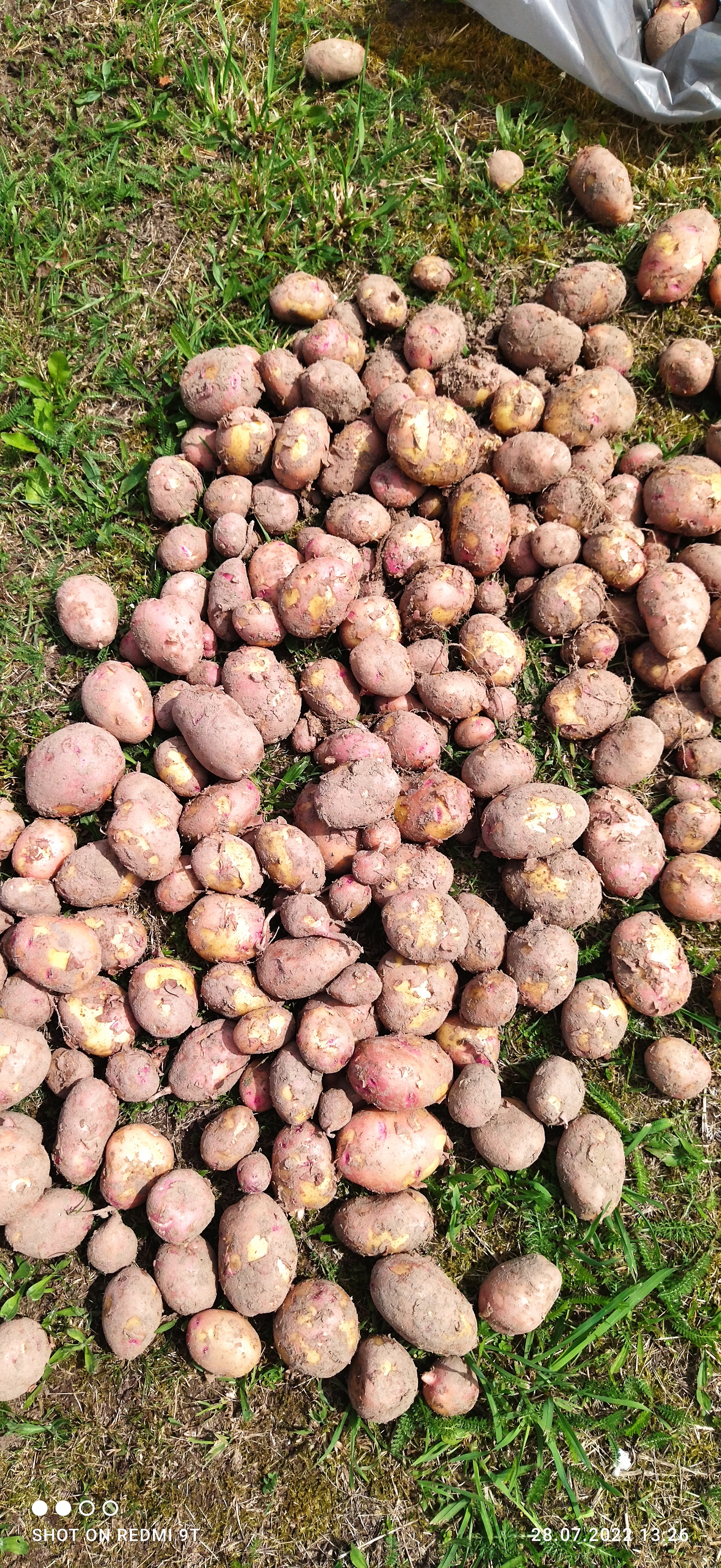 The harvest is gone. Open the gate! - Republic of Belarus, Harvest, Crops, Vegetables, Potato, Сельское хозяйство, Longpost