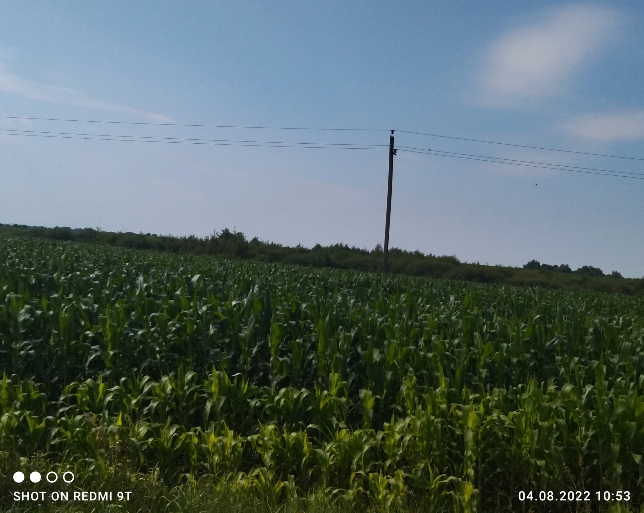 The harvest is gone. Open the gate! - Republic of Belarus, Harvest, Crops, Vegetables, Potato, Сельское хозяйство, Longpost