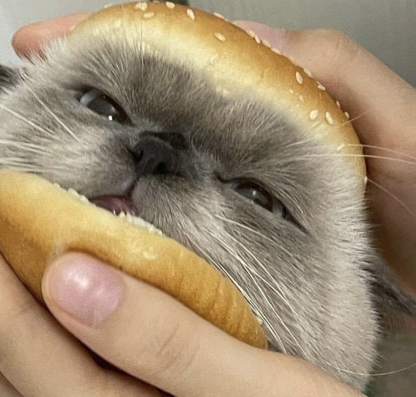 Bun with a bun - cat, Burger, Milota, Food