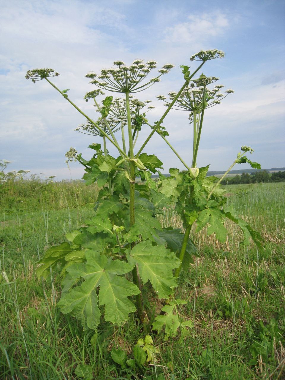 Sosnovsky's hogweed. Why is it dangerous and how are they trying to use it for the benefit of people? - My, Biology, Hogweed, Toxins, Burn, Nature, I