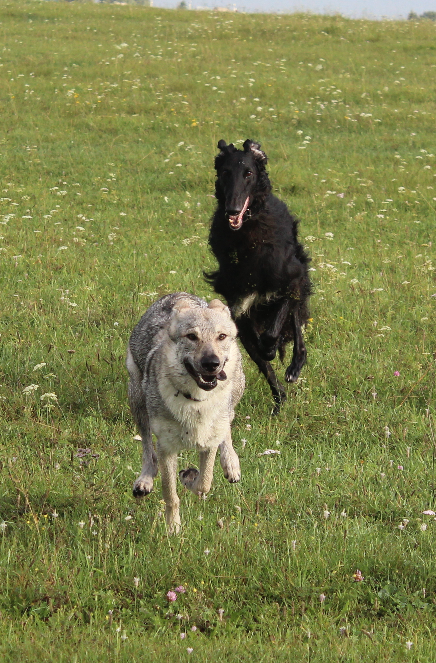 Holidays in the countryside - My, Czechoslovak Vlcak, Vlchak, Russian Greyhound, Greyhound, Field, Dog, Longpost