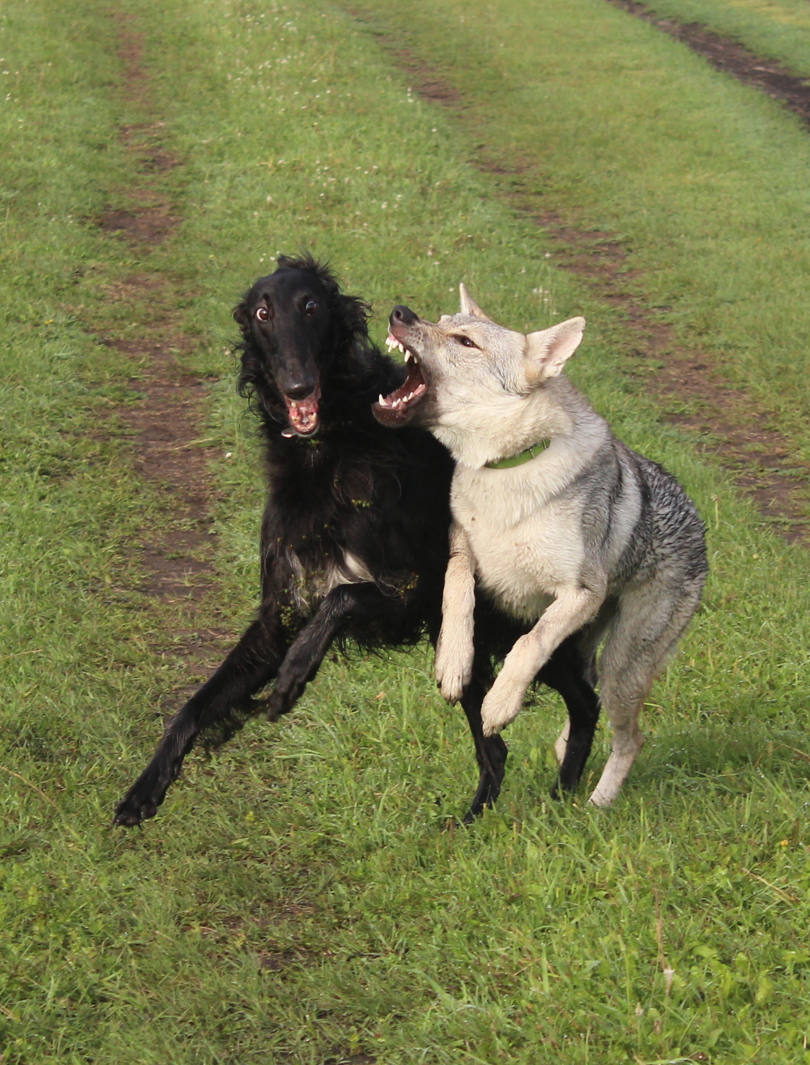 Holidays in the countryside - My, Czechoslovak Vlcak, Vlchak, Russian Greyhound, Greyhound, Field, Dog, Longpost