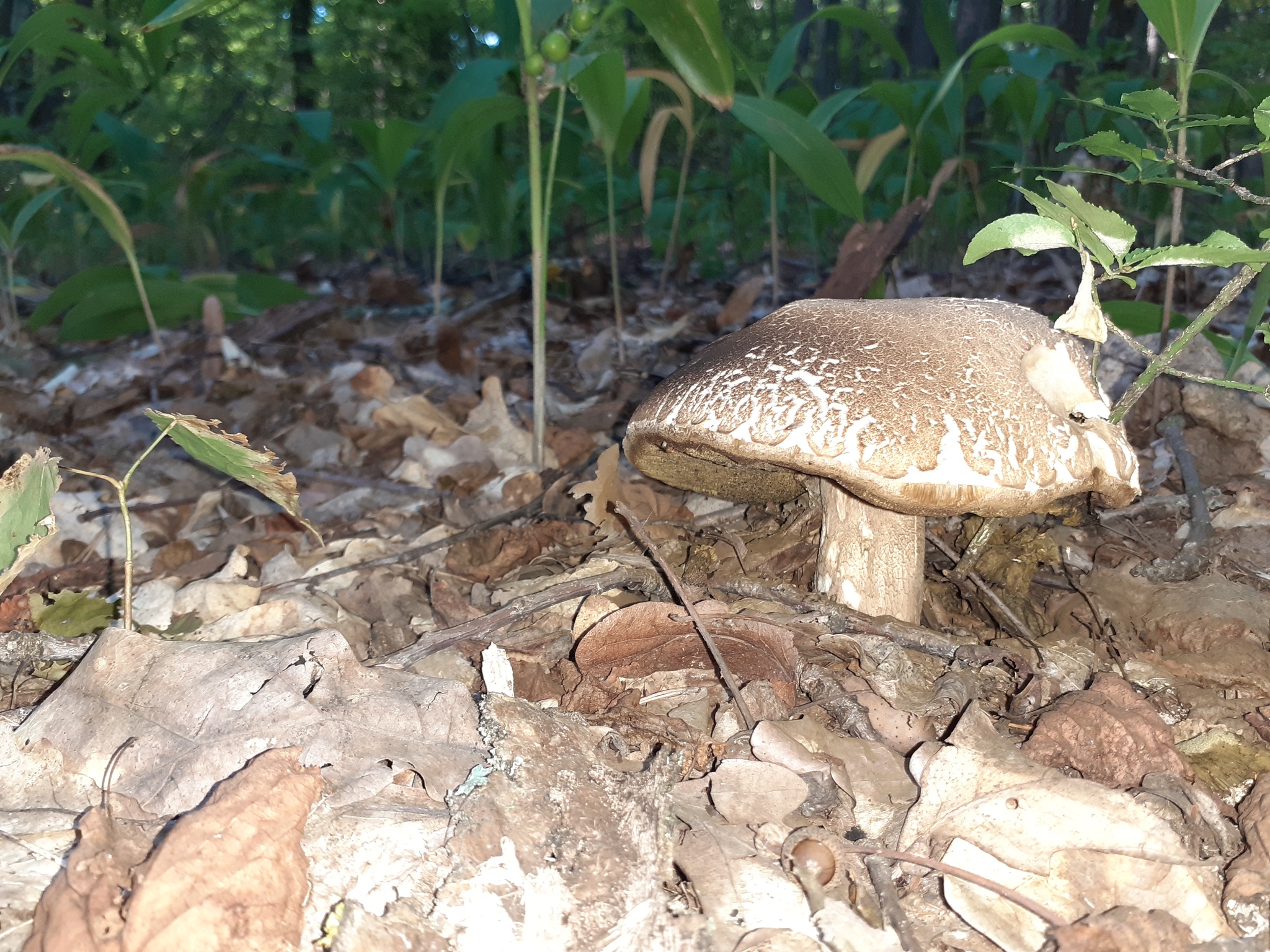 One week later. All that is left. Samara region - My, Samara Region, Samarskaya luka, Mushrooms, Longpost