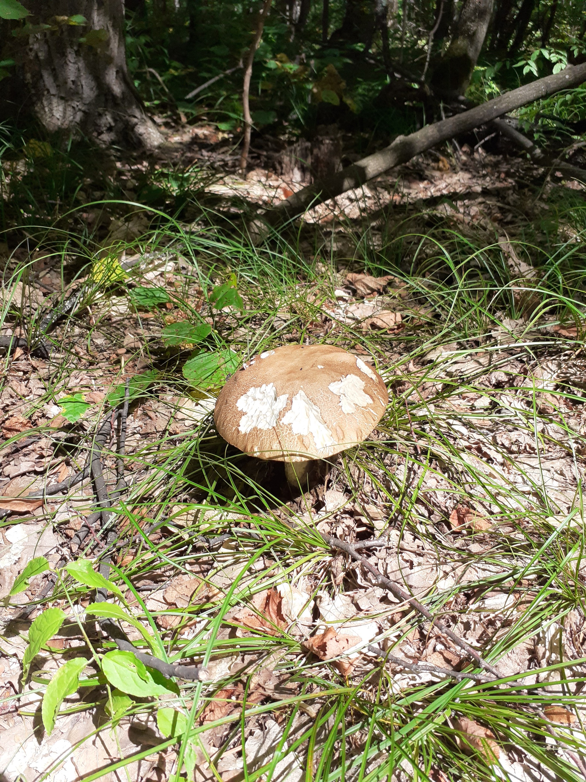 One week later. All that is left. Samara region - My, Samara Region, Samarskaya luka, Mushrooms, Longpost