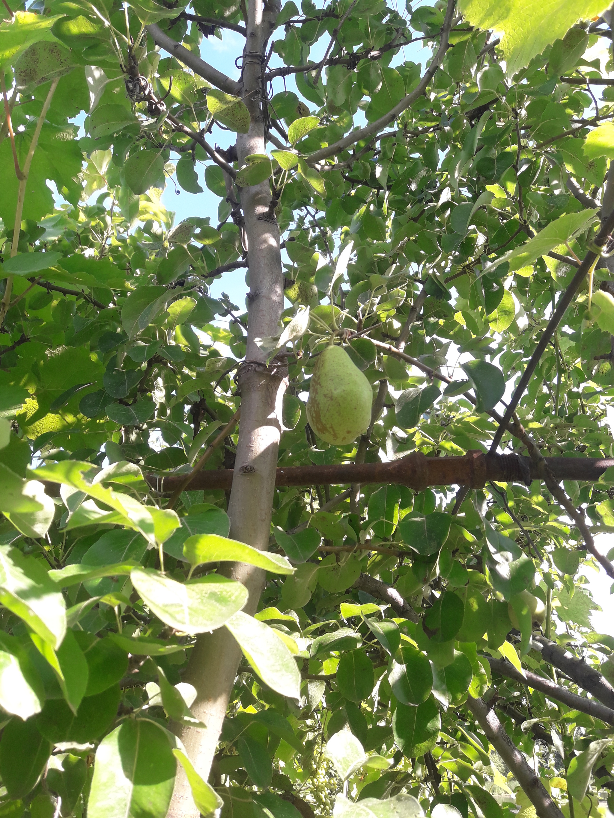 And the collection is getting closer and closer :) - My, Garden, Grape, Saratov, Longpost