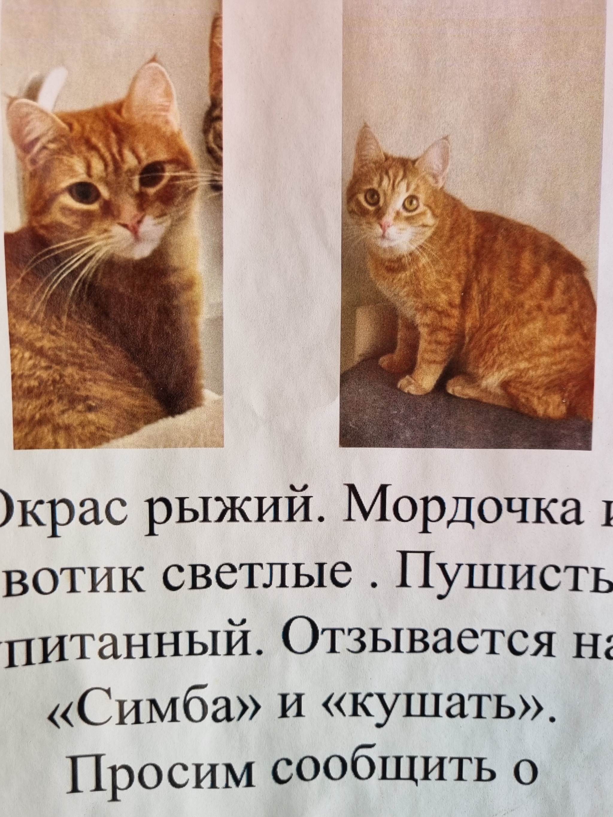 Универсальное кошачье имя | Пикабу