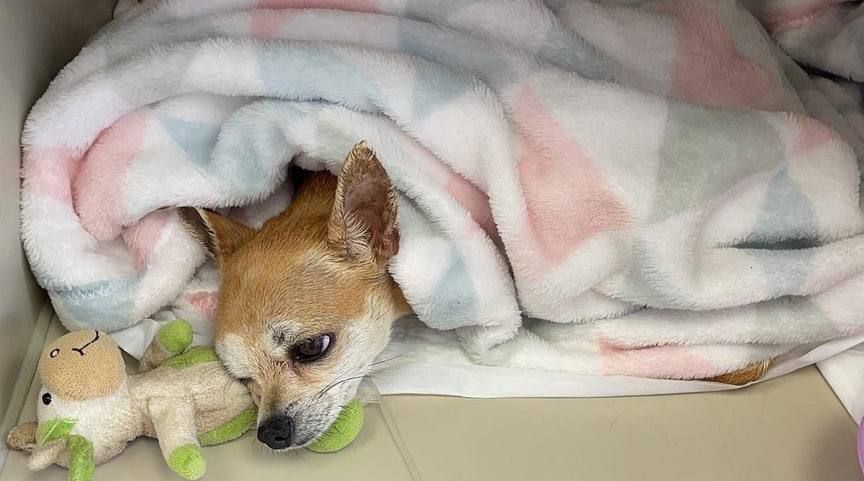 In Kaluga, a grandmother crushed a chihuahua's skull with a bottle of cognac - Injury, Safety engineering, Ambulance, Failure, Stupidity, Video, Negative