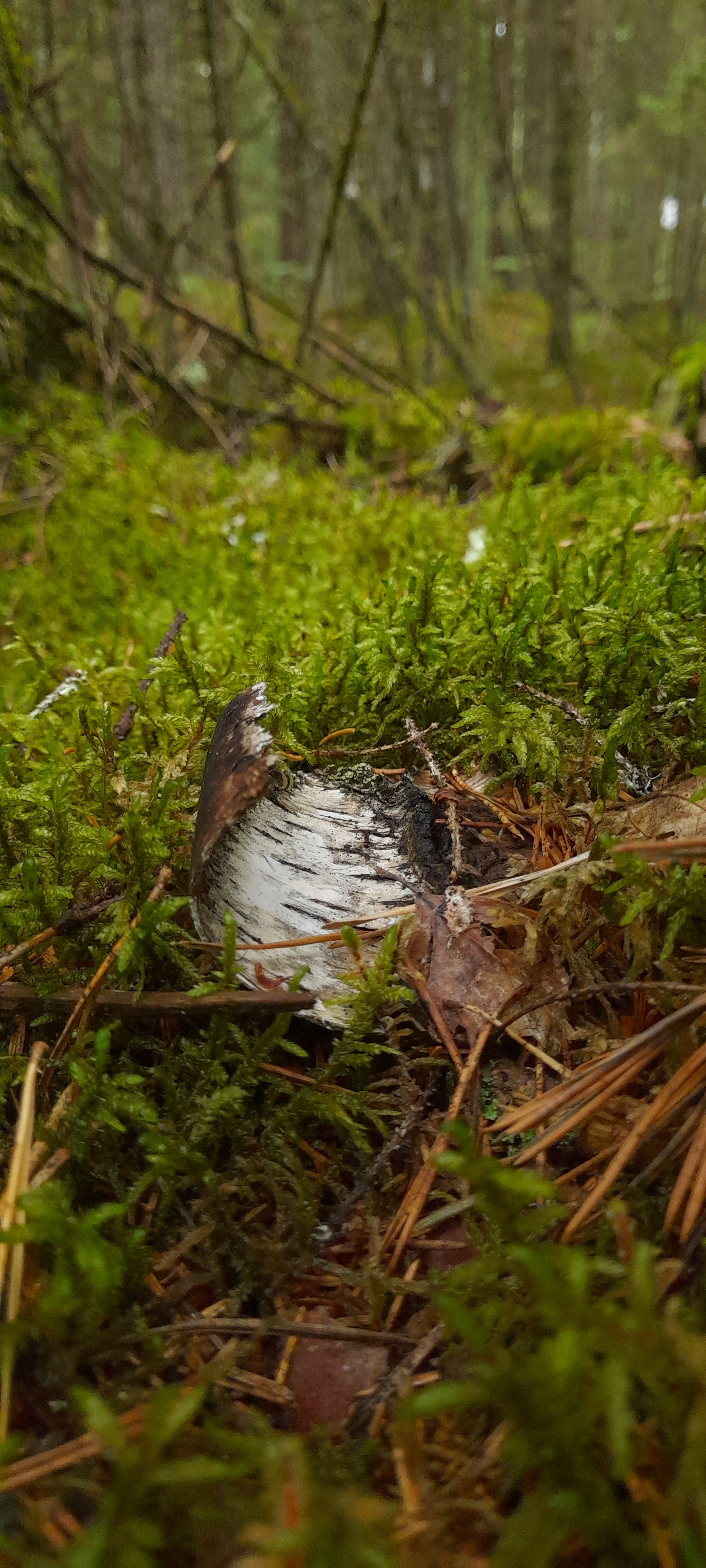 There is beauty at every turn in the forest - My, Mobile photography, Forest, The nature of Russia, Samsung Galaxy, Longpost