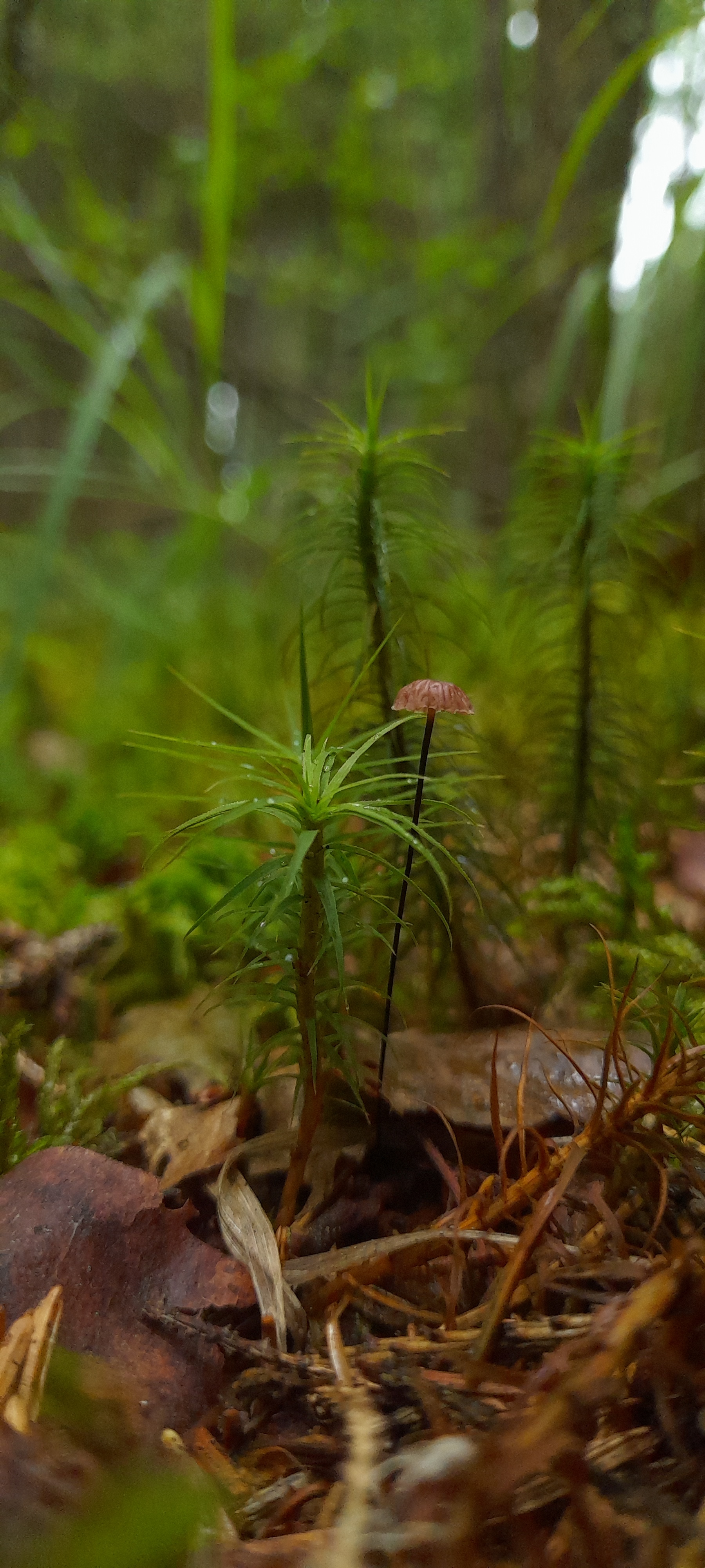 There is beauty at every turn in the forest - My, Mobile photography, Forest, The nature of Russia, Samsung Galaxy, Longpost