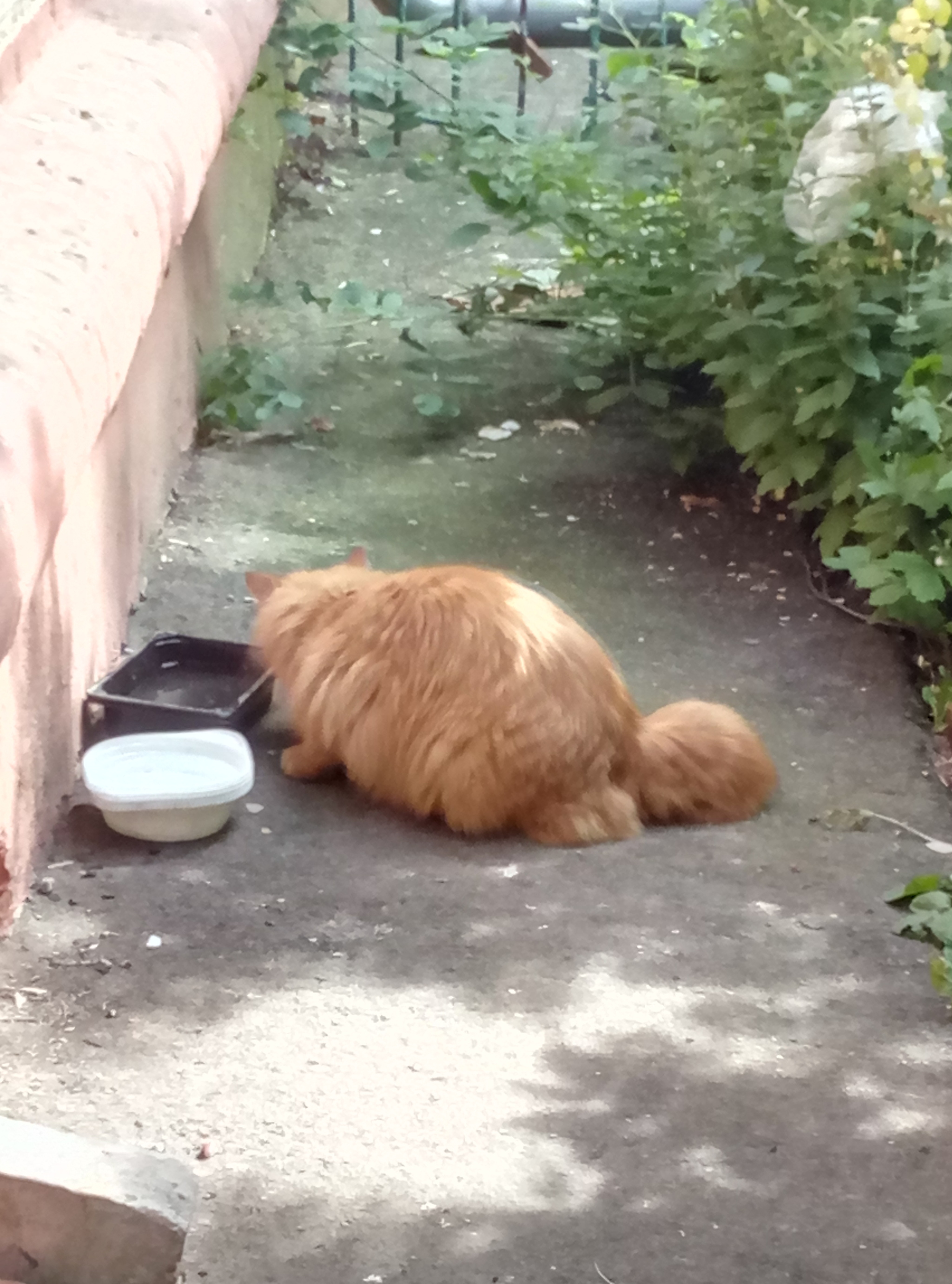 Found cat or cat, Moscow, Izmailovo - My, Found a cat, cat, Izmailovo, Lost, Longpost, Moscow, Helping animals