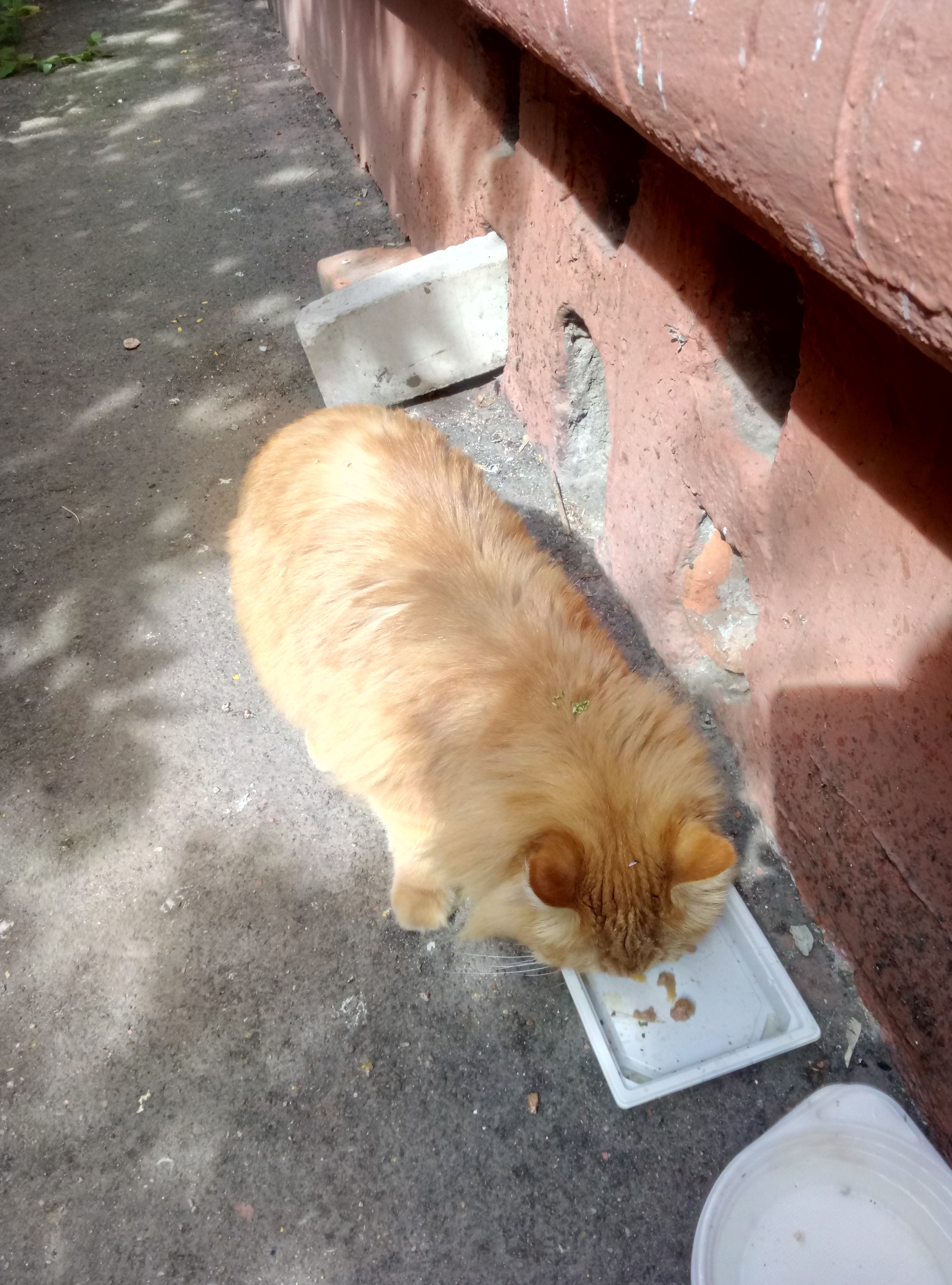 Found cat or cat, Moscow, Izmailovo - My, Found a cat, cat, Izmailovo, Lost, Longpost, Moscow, Helping animals