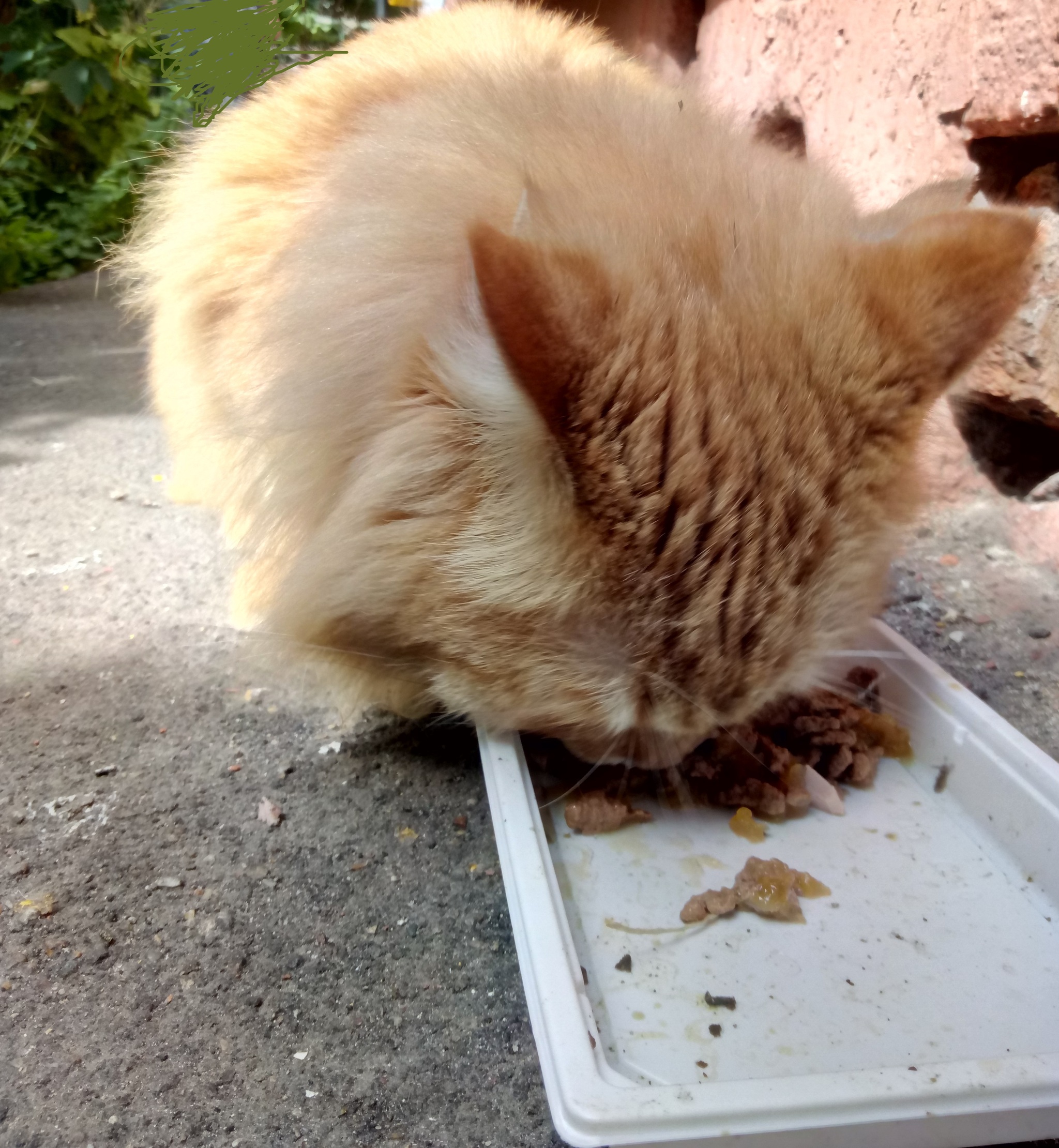 Found cat or cat, Moscow, Izmailovo - My, Found a cat, cat, Izmailovo, Lost, Longpost, Moscow, Helping animals