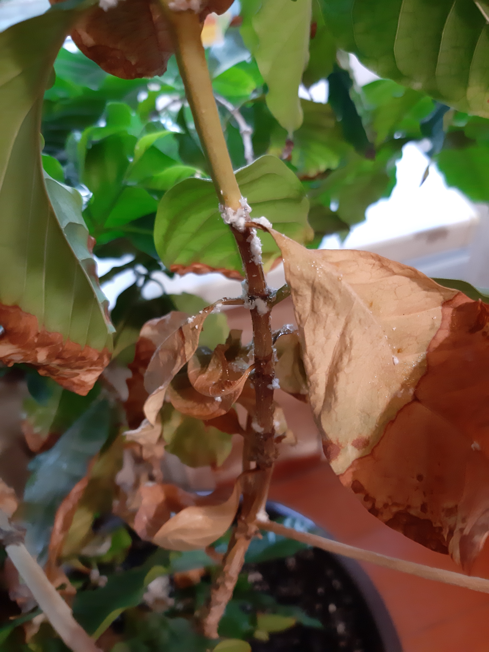 Mealybug or...? - My, Plant diseases, Coffee plant, Longpost