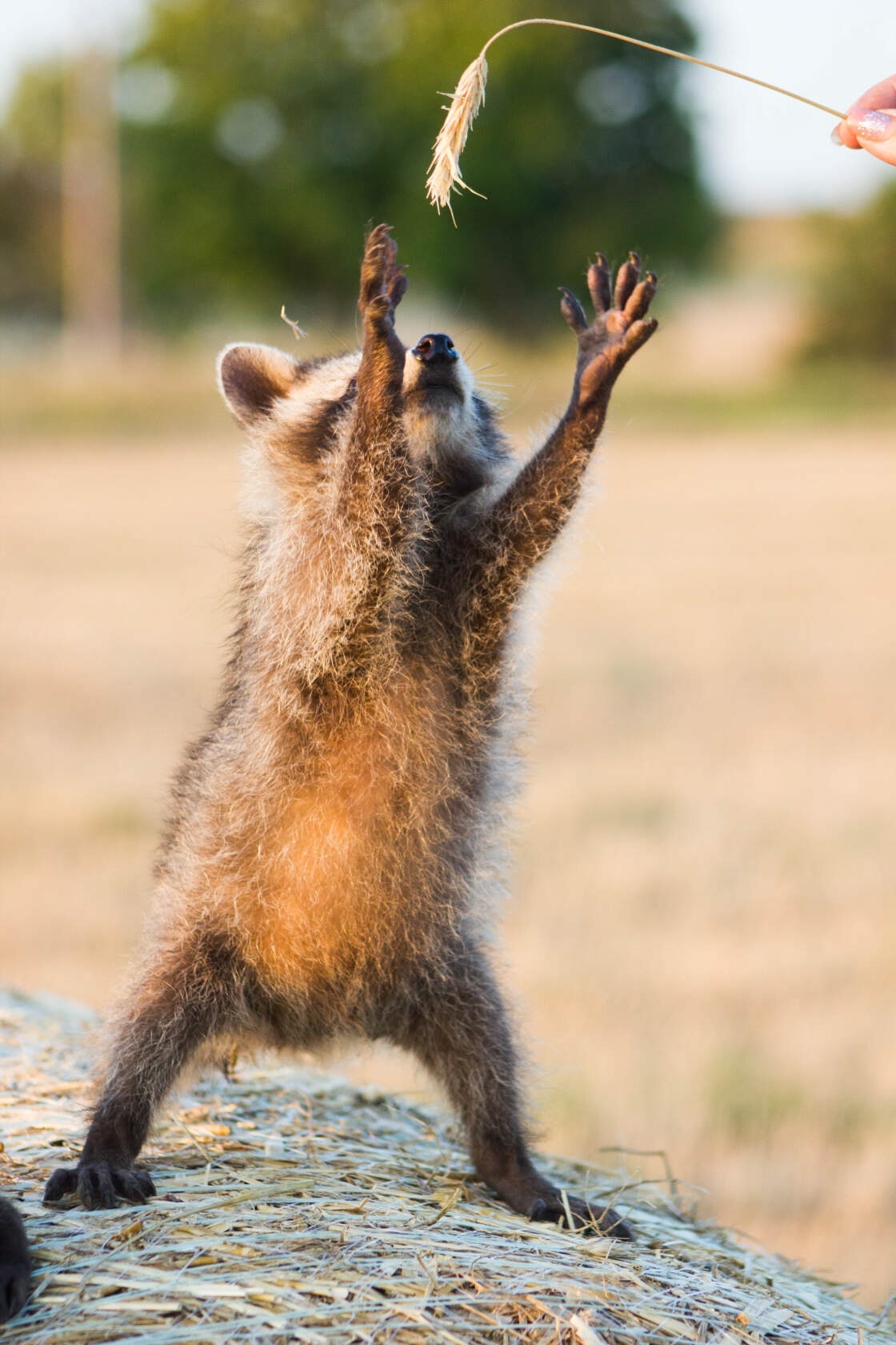 Raccoon and spikelet - Raccoon, Wild animals, The photo, Predatory animals