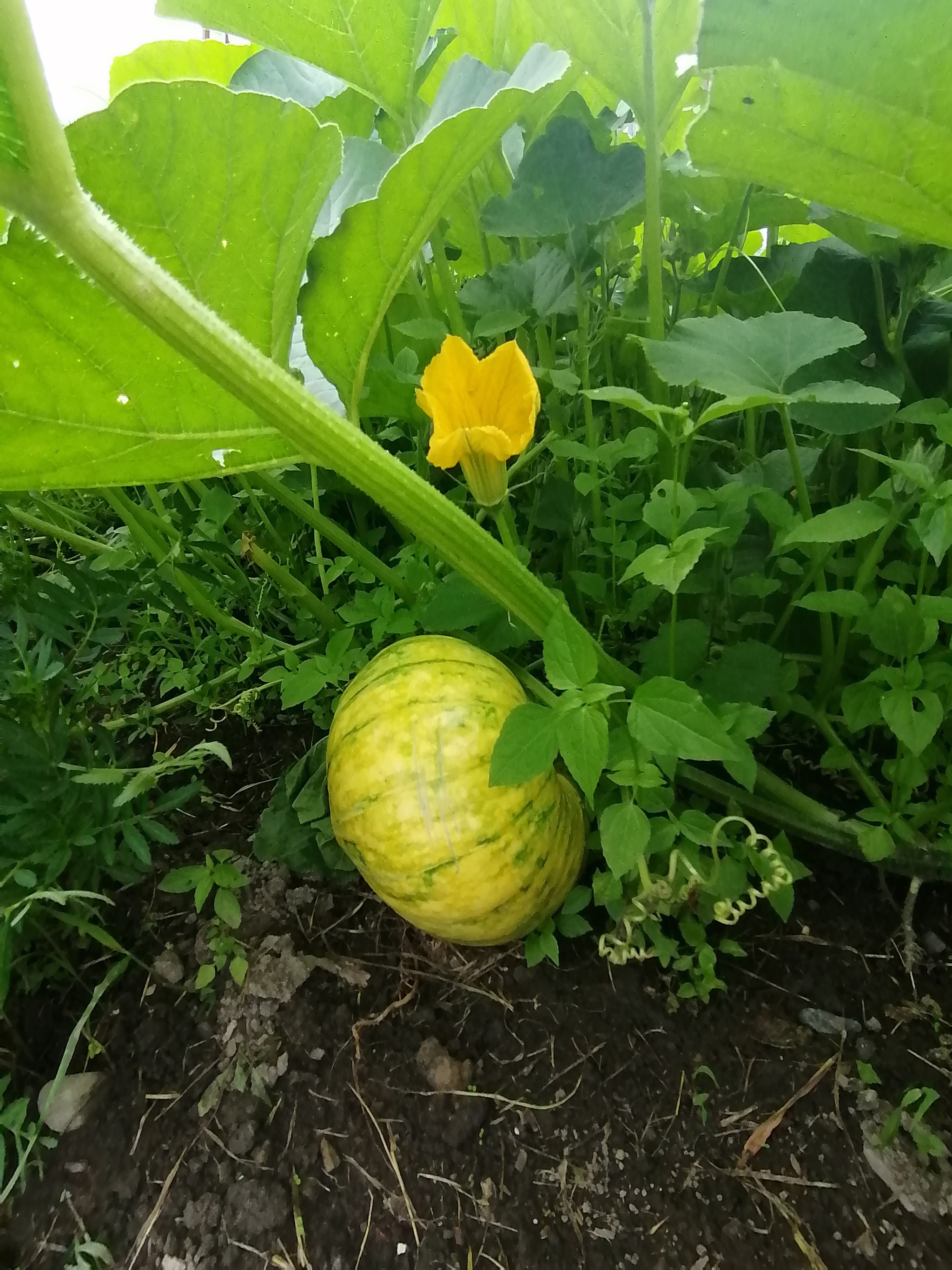 Beautiful from the dacha - My, Dacha, Harvest, Longpost, Jam, Stockholm Syndrome