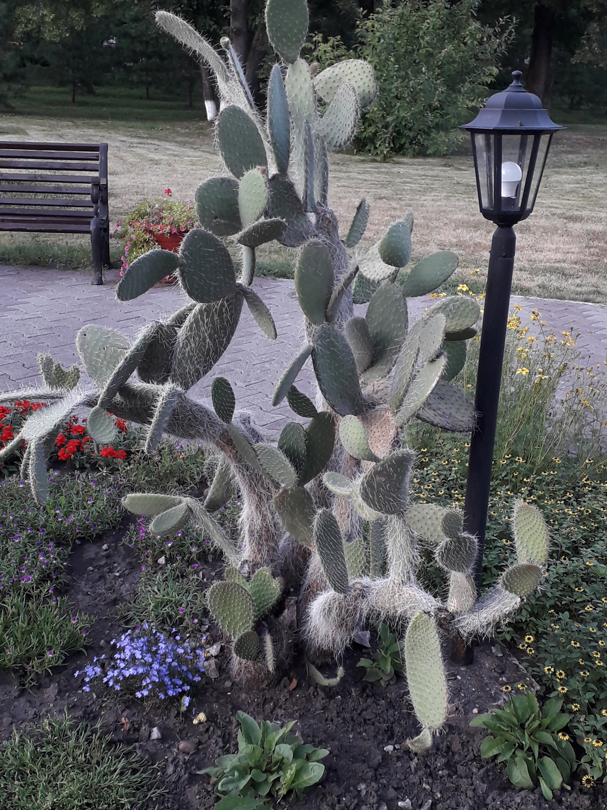 Perm cacti - My, The photo, The park, Around the world, Cactus, Longpost, Permian