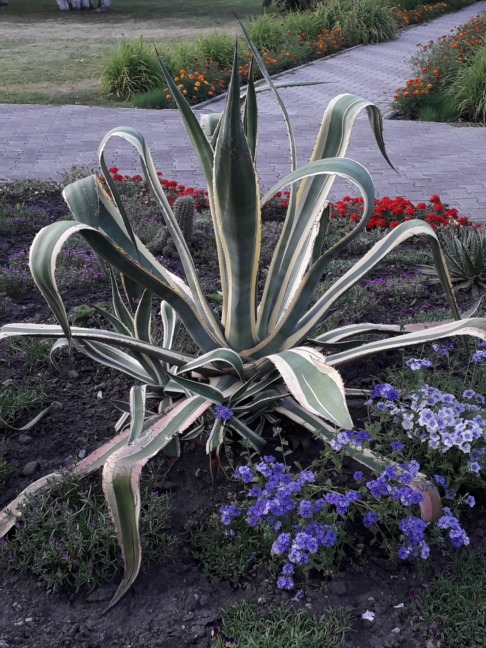 Perm cacti - My, The photo, The park, Around the world, Cactus, Longpost, Permian