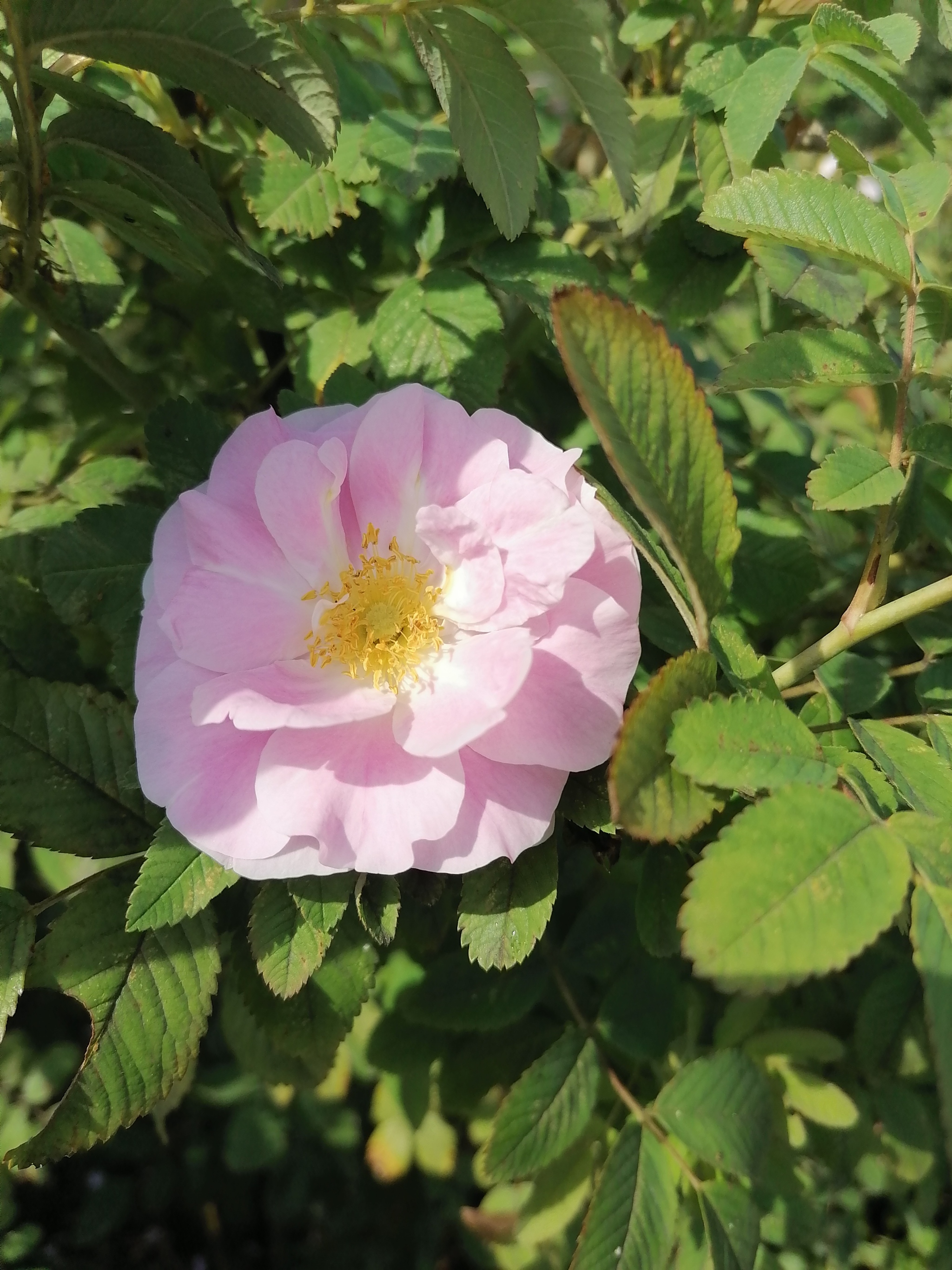 В школьном саду | Пикабу