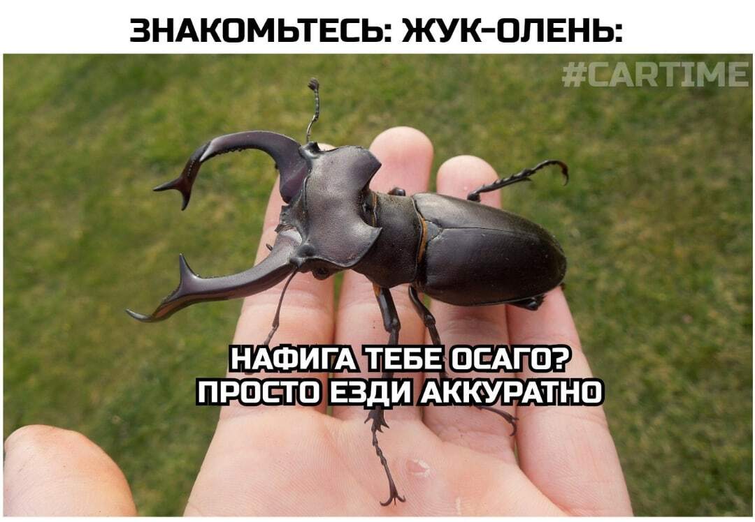 Insect... - My, Auto, Humor, Memes, OSAGO, Picture with text