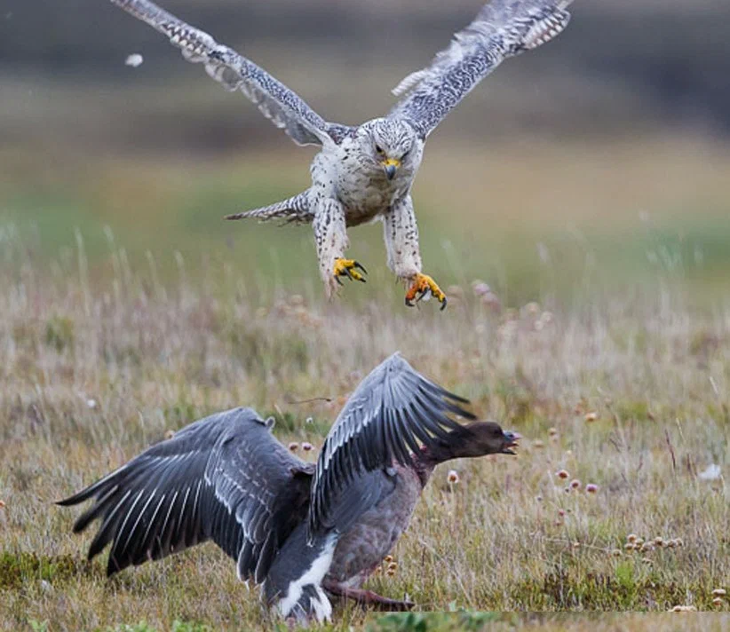 Gyrfalcon: A desperate inhabitant of the far north. The biggest falcon will do anything to survive in the icy desert - Merlin, Predator birds, Animal book, Yandex Zen, Longpost