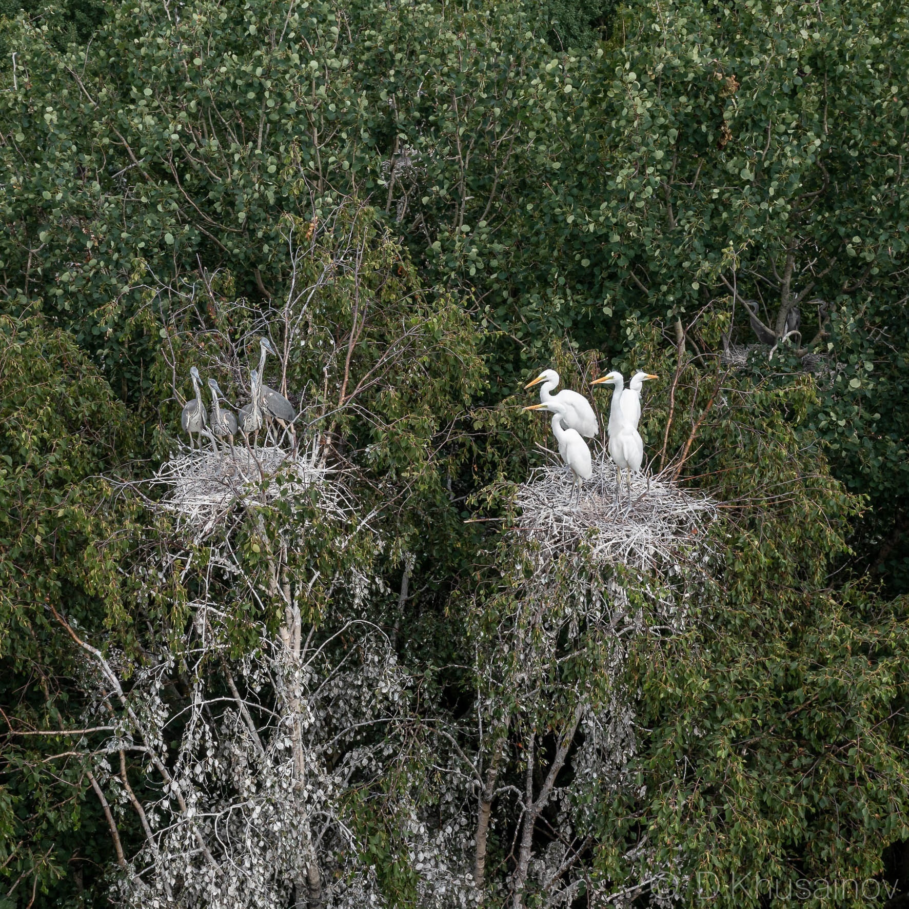 TsAPELNIK, the largest in the Leningrad region, was emptied - My, Gray heron, Egret, Heron, The nature of Russia, Pavel Glazkov, Longpost, Each creature has a pair