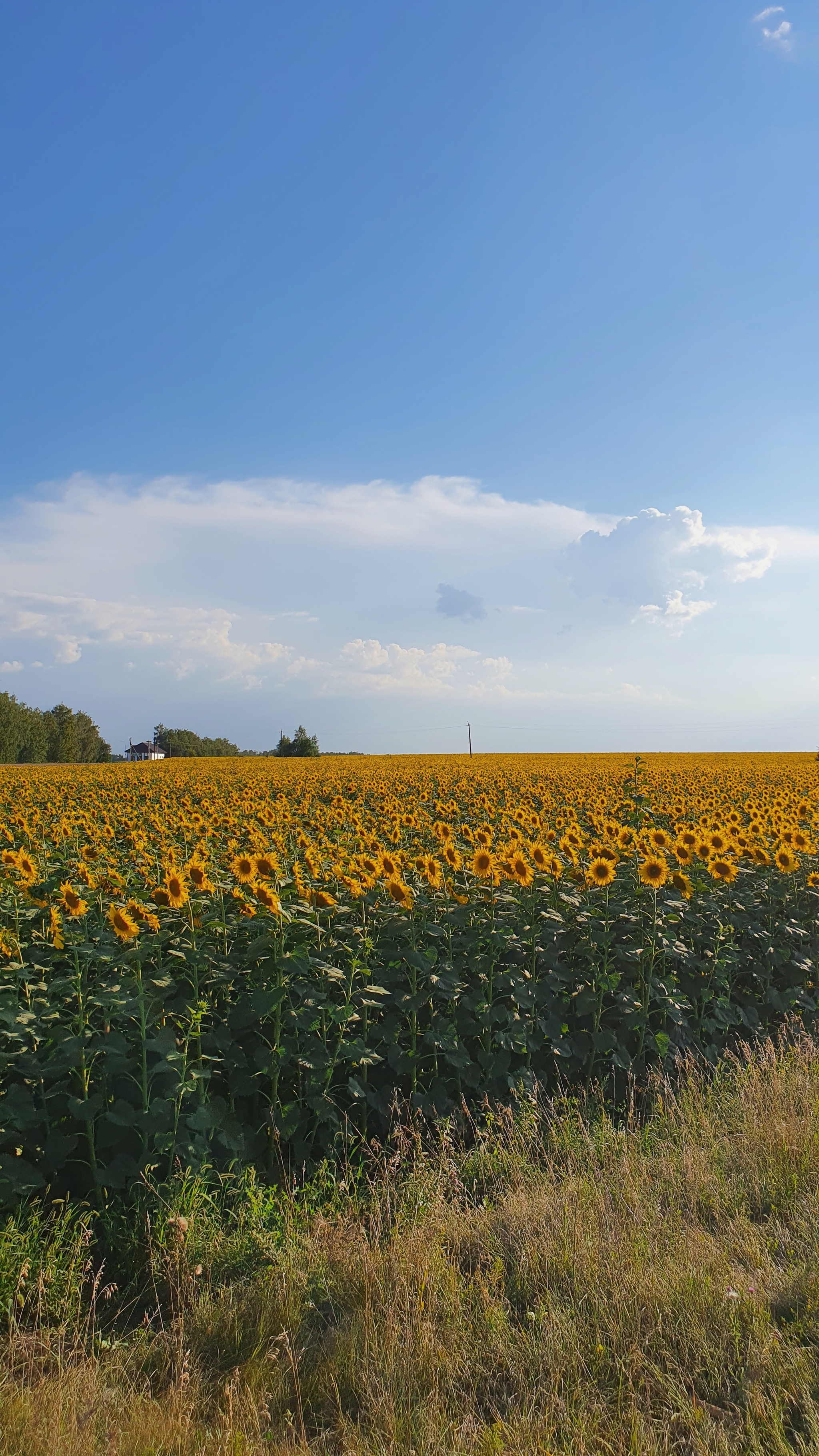 An unexpected journey. Part last. Nizhny Novgorod - Voronezh - My, Summer, Drive, Diveyevo, Arzamas, Sunflower, Road signs, Church, Tambov Region, Longpost, The photo