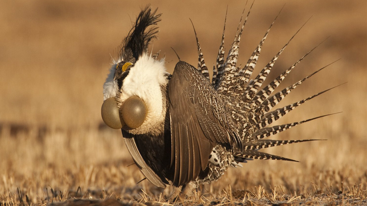 sage grouse - The photo, Birds, Sage grouse