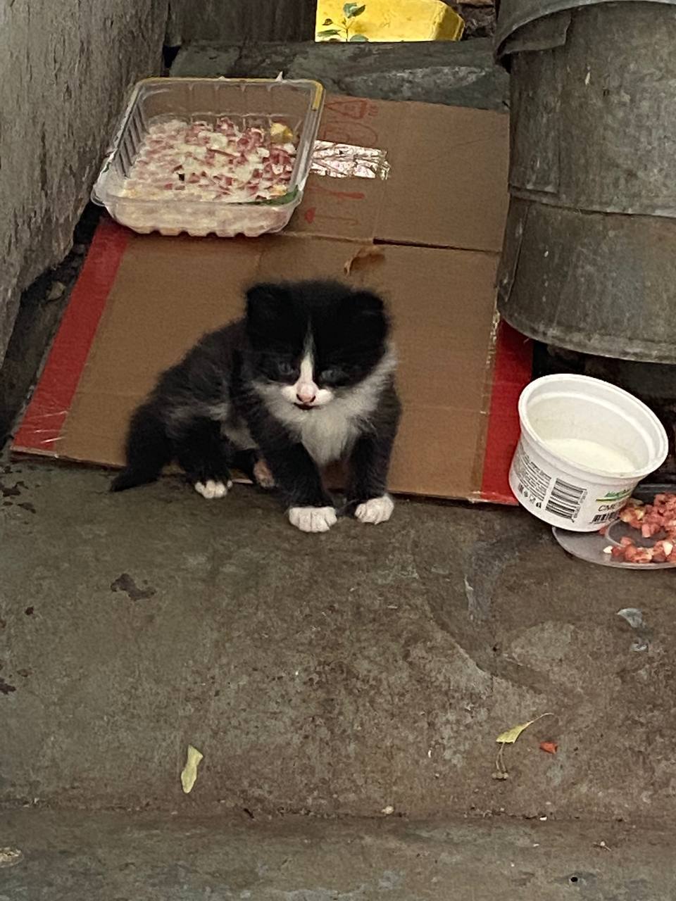 Kitten in good hands. Lobnya, Moscow/region - My, Friend, Kittens, cat, Longpost, In good hands, Lobnya, Moscow, Moscow region, Homeless animals