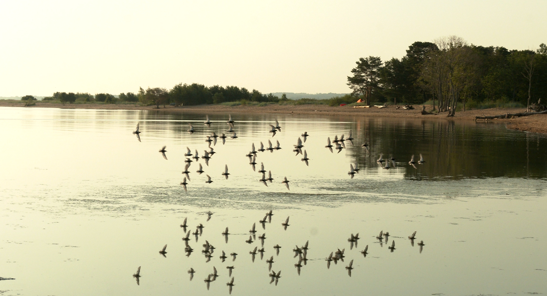 The first BIRDS have already flown to the SOUTH - My, Sandpiper, Bird watching, Birds, The nature of Russia, Each creature has a pair, Pavel Glazkov, Video, Video VK, Longpost